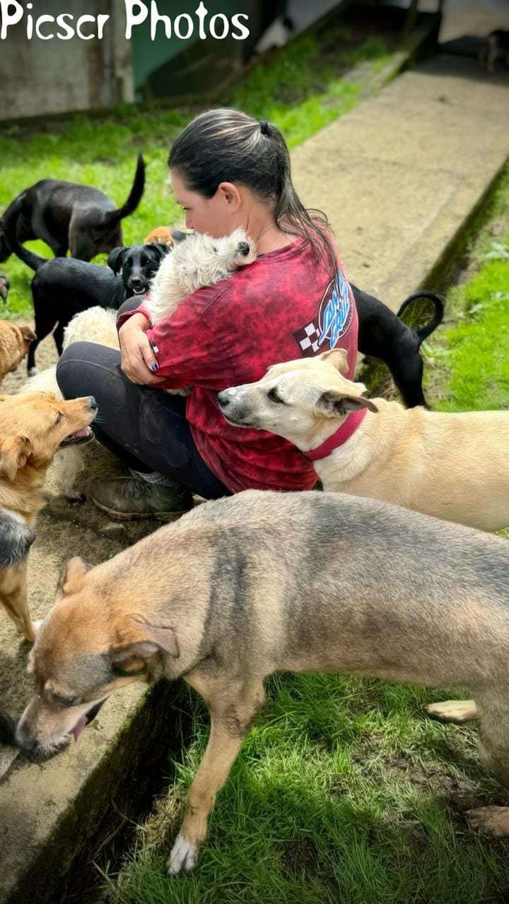 fundación de perros