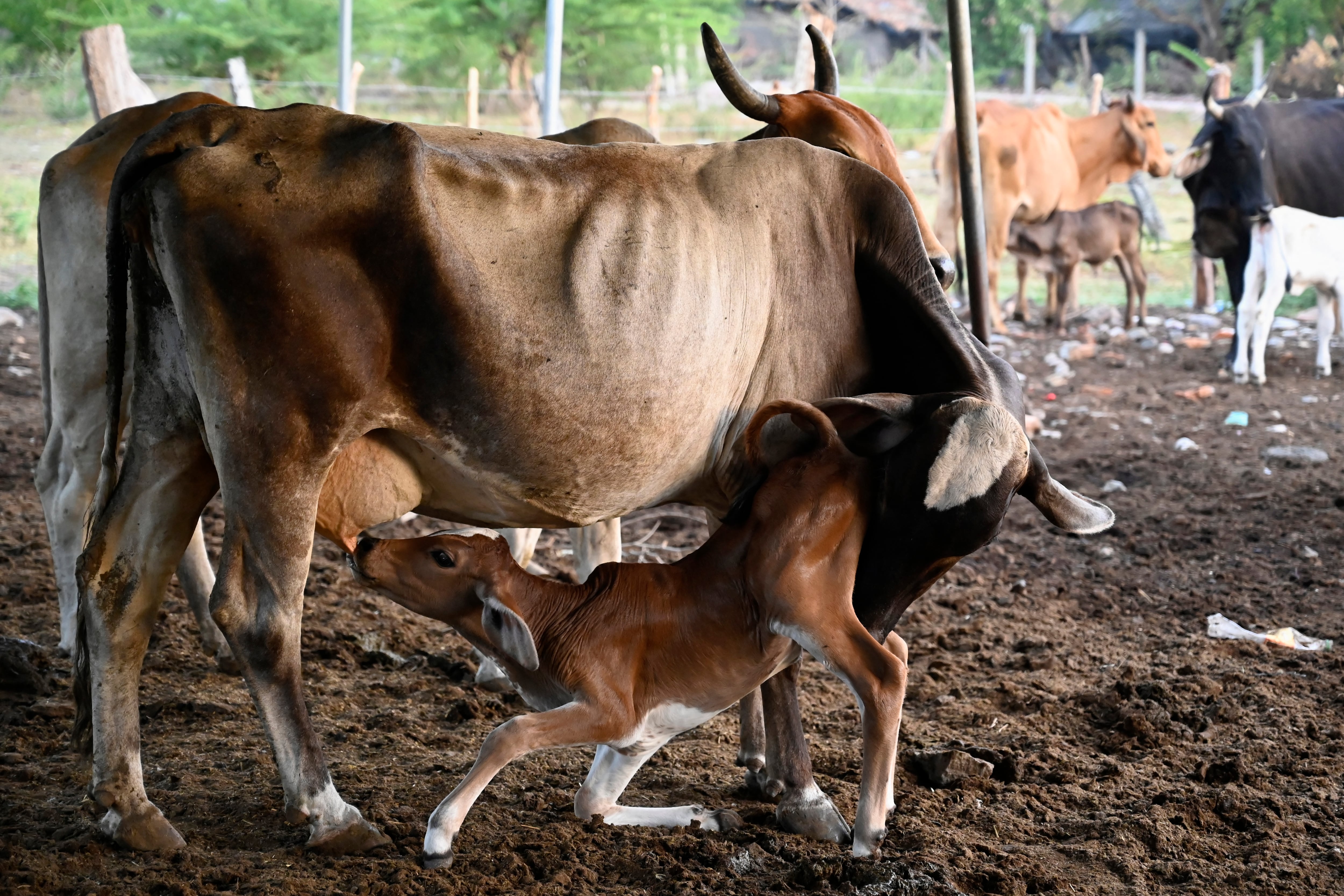 Sequía en Centroamérica por el fenónemo de El Niño
