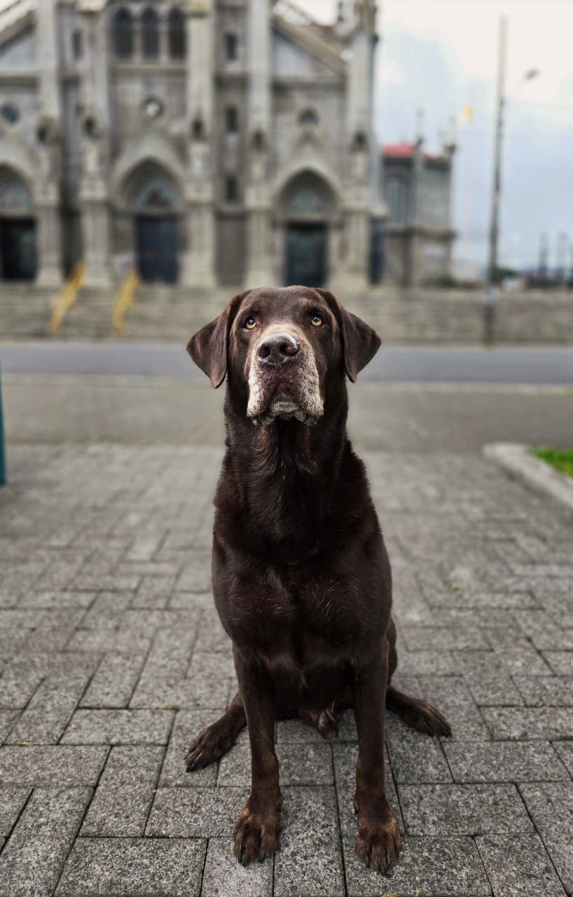 Este labrador chocolate de 8 años ayuda a otros perros a aprender a convivir con más calma. Junto a Hannibal Chevez, se ha convertido en un aliado para enfrentar los problemas de conducta canina haciendo salchiexorcismos