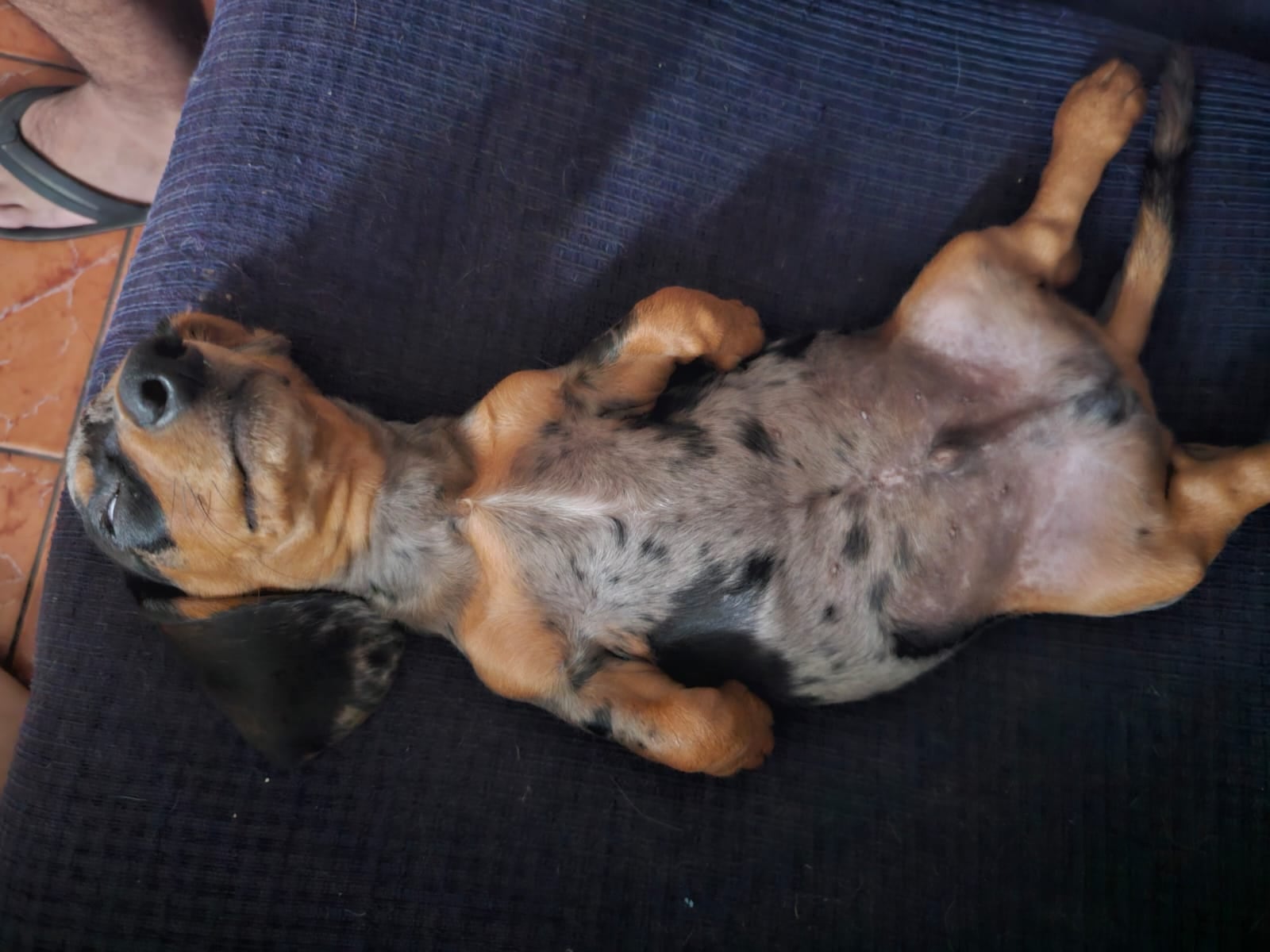 Juan Carlos Zumbado y su perro salchicha Teo.