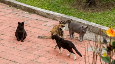 Esto es lo que debe hacer cuando su gato se pierde por días y nada que aparece