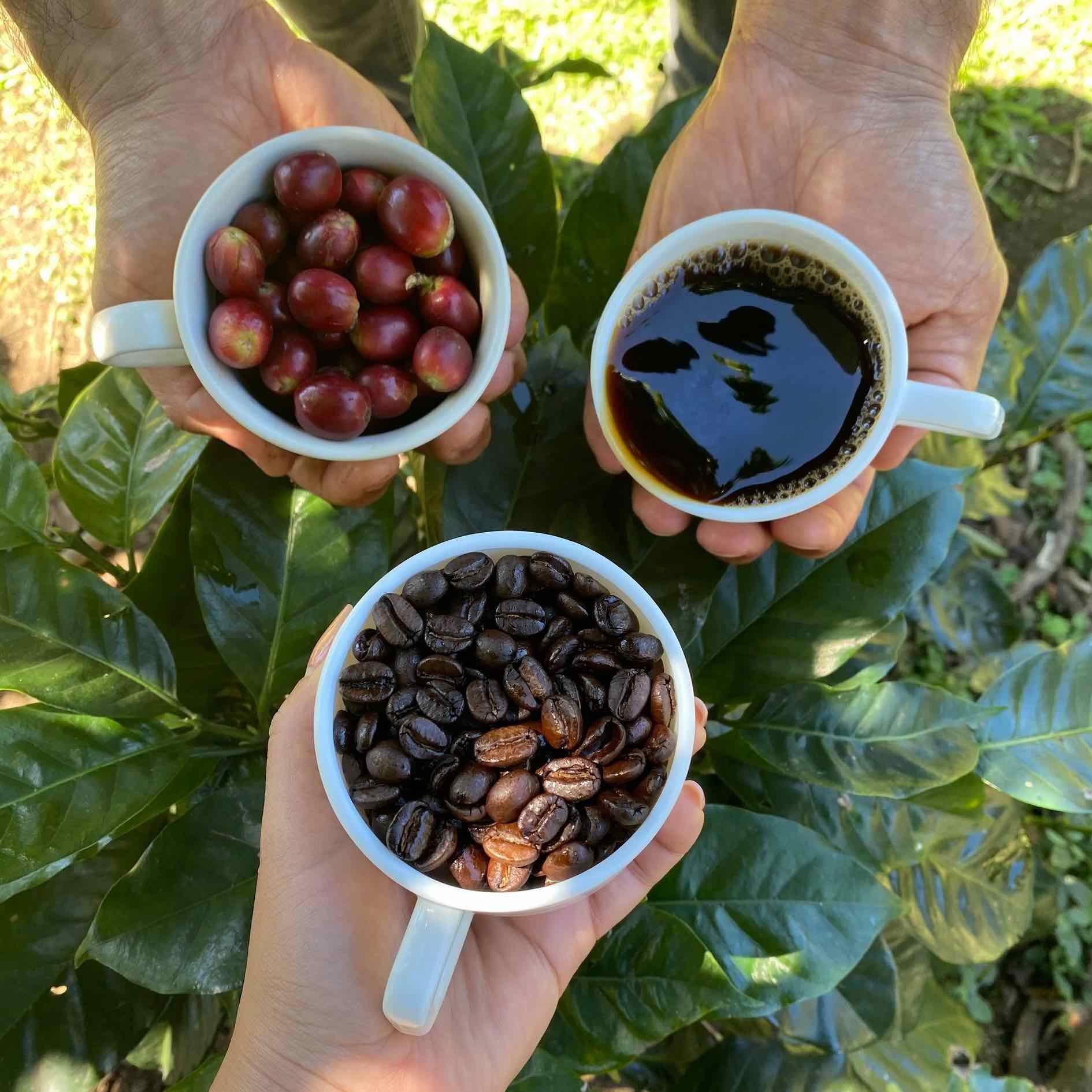 Monteverde, turismo, café
