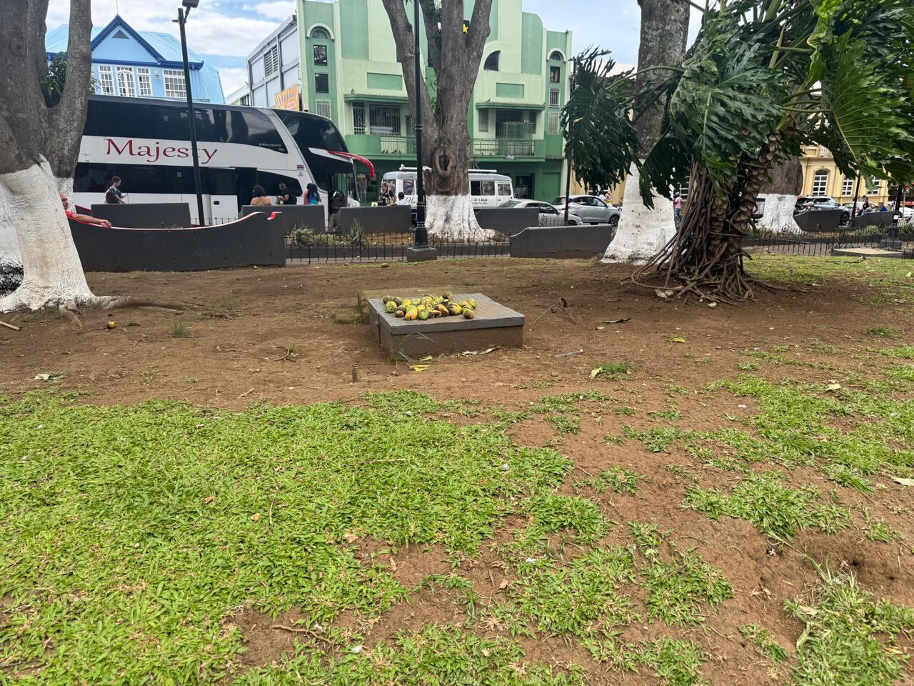 Caída de mangos en parque de Alajuela