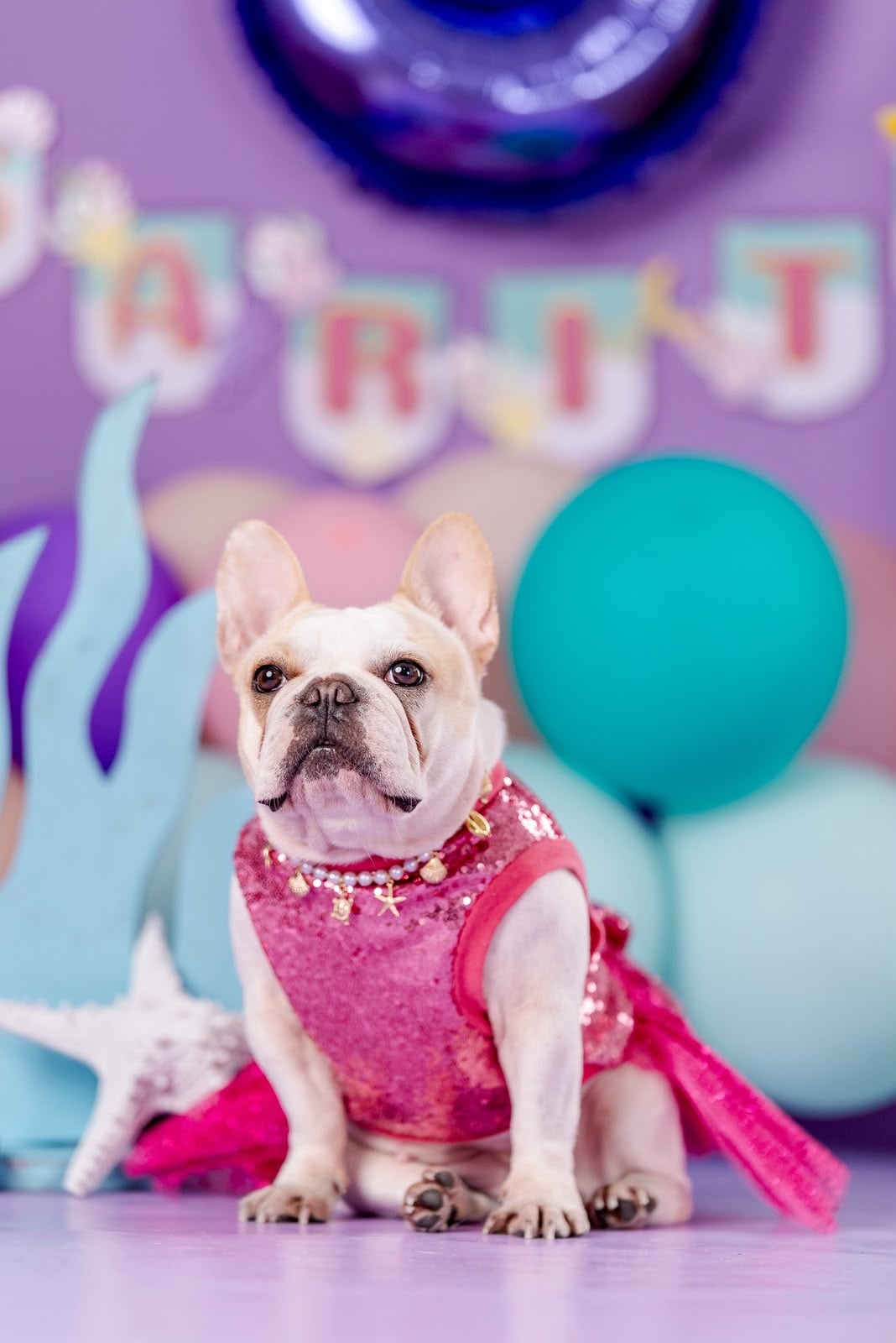 Si la elegancia tuviera cuatro patas, probablemente se llamaría Sarita. Esta bulldog francés, vecina del barrio El Cocal, en el centro de Puntarenas, es una pequeña diva que disfruta posar frente a las cámaras, lucir accesorios y salir de paseo bien arreglada.