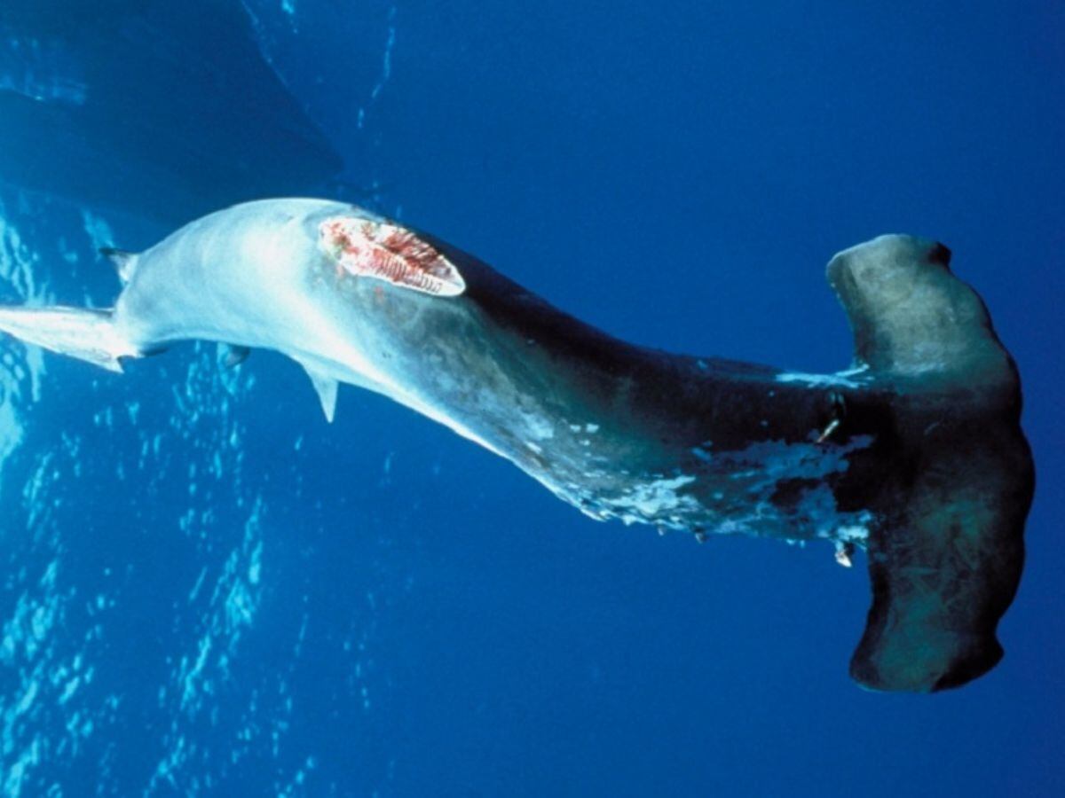 El aleteo sigue siendo la mayor amenaza para los tiburones del país. Foto: Cortesía Bloque Verde.