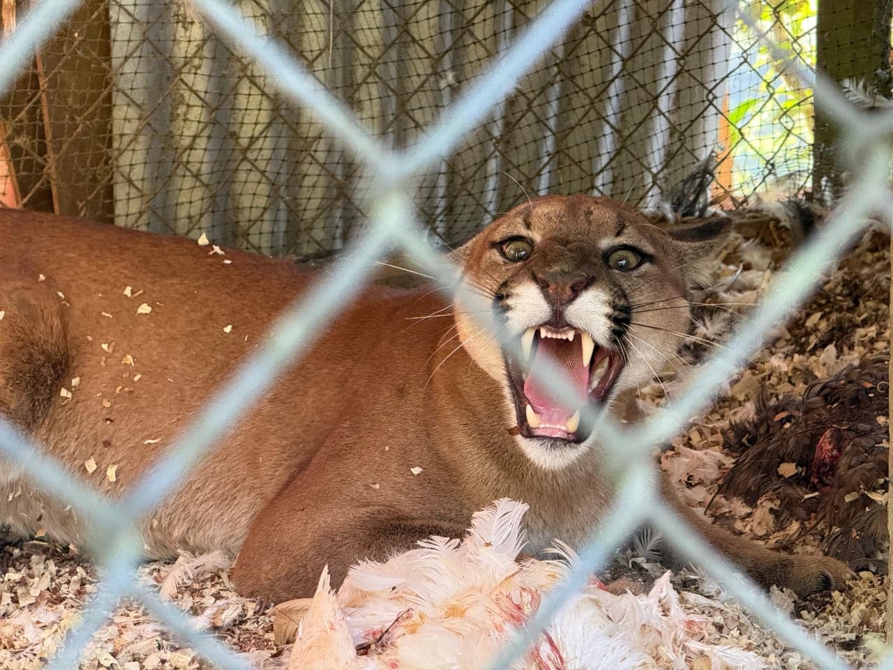 Personal del Cuerpo de Bomberos resguarda la escena con el puma mientras se coordina con el Sinac y un veterinario el rescate y traslado seguro del puma atrapado en un gallinero en Alto San Juan de Pérez Zeledón.