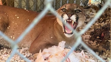 Puma se devoró 18 gallinas y volvió solito a la montaña