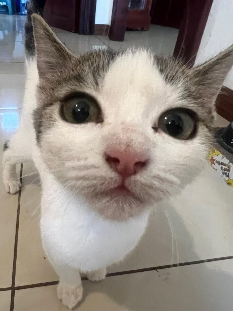 A la diputada Monserrat Ruiz se le perdió su gato, Milo