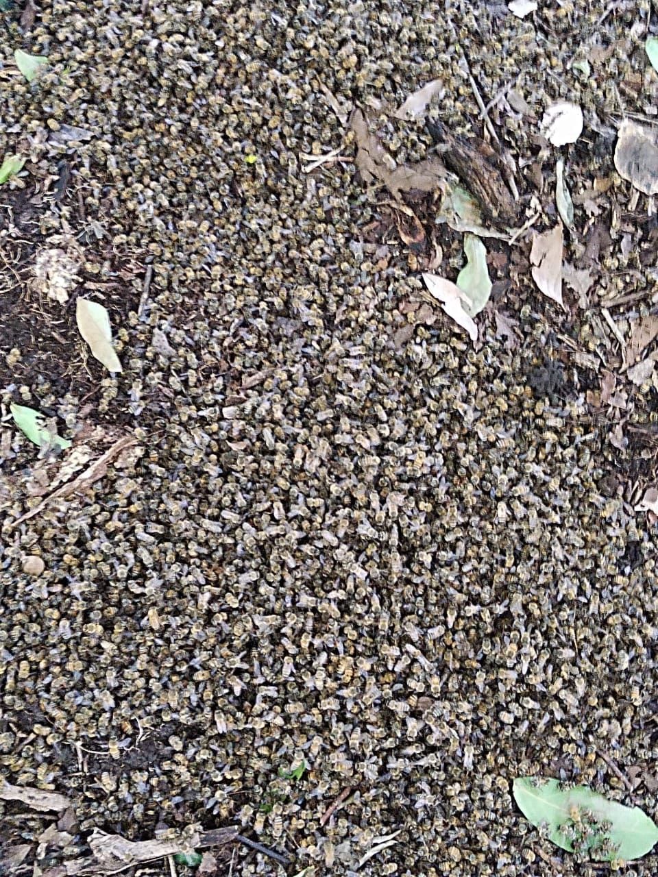 Los apicultores en Lepanto e Isla Venado están preocupados por la muerte masiva de abejas.