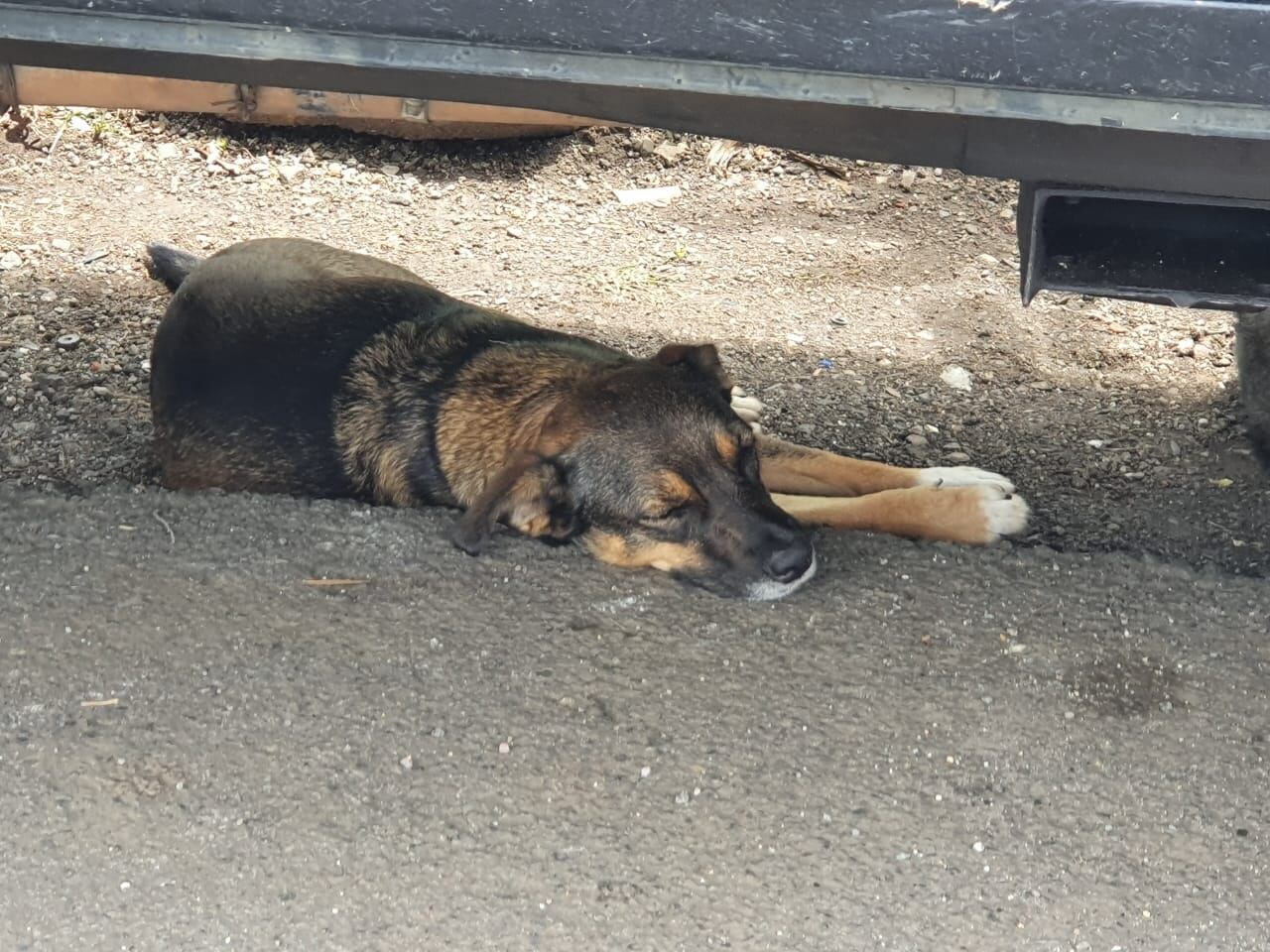 Morita, perrita que evitó robo en restaurante de Escazú. foto cortesía.