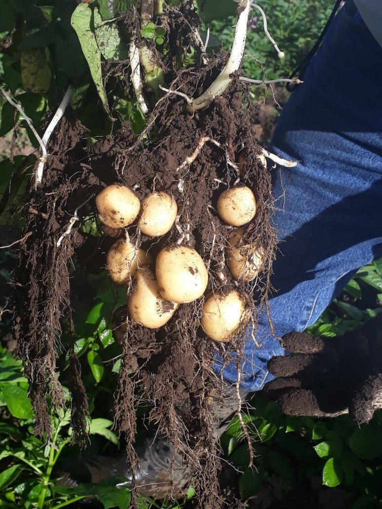 Una nueva variedad de “Superpapa” que fue bautizada como Palmira, ya está a disposición de los agricultores del país quienes la harán llegar a todas las cocinas del país, según confirmó el propio ministro de Agricultura y Ganadería, Renato Alvarado.