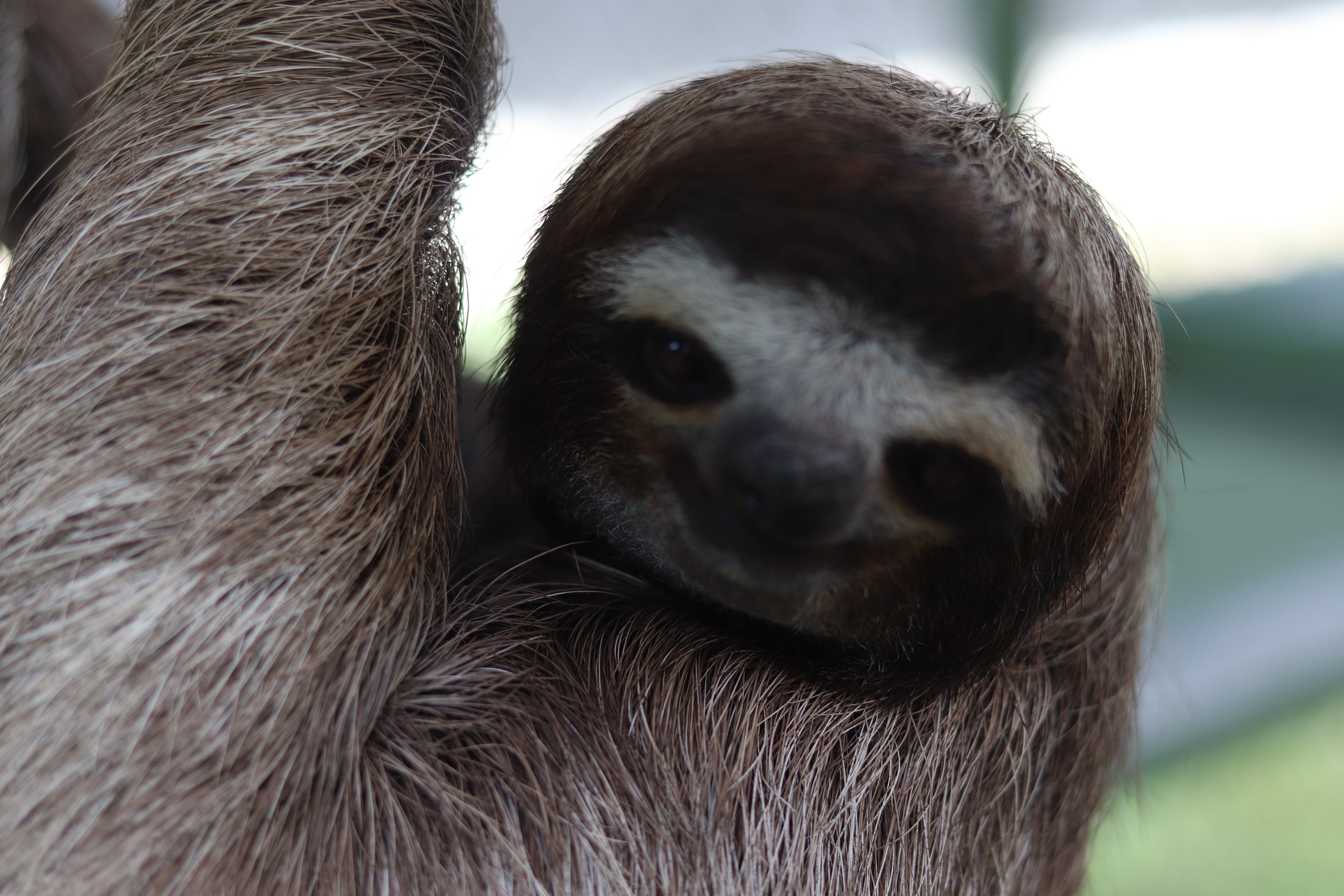 Una investigación hecha por la Universidad de Costa Rica (UCR) y el Centro Nacional de Alta Tecnología (Cenat) descubrió que existen bacterias capaces de producir antibióticos en el pelaje de los perezosos