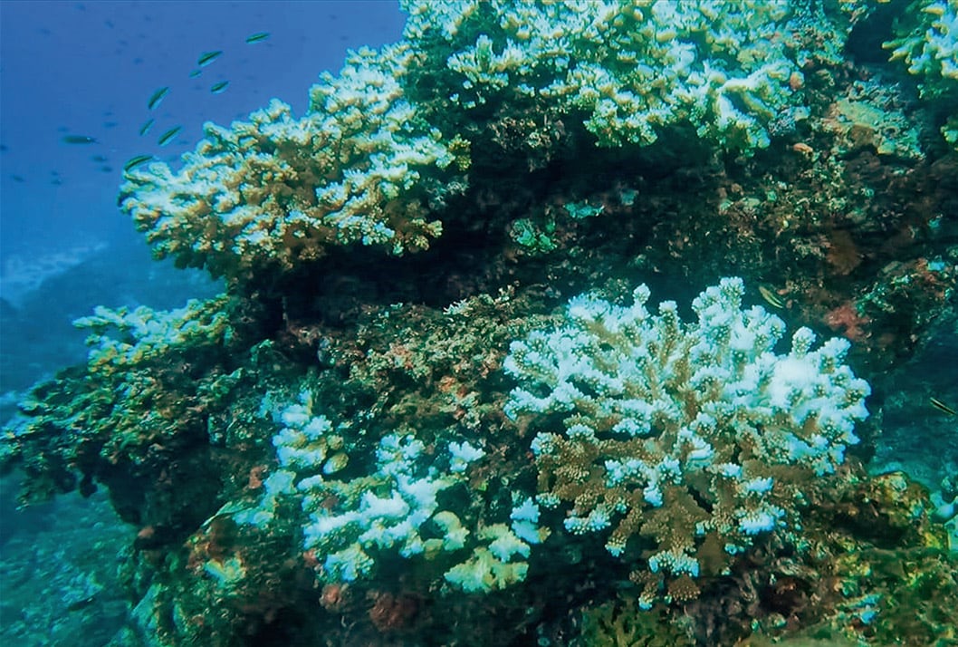 Los corales son animales marinos que construyen los lugares más diversos de los océanos. Sus colonias albergan a cientos de otras especies.