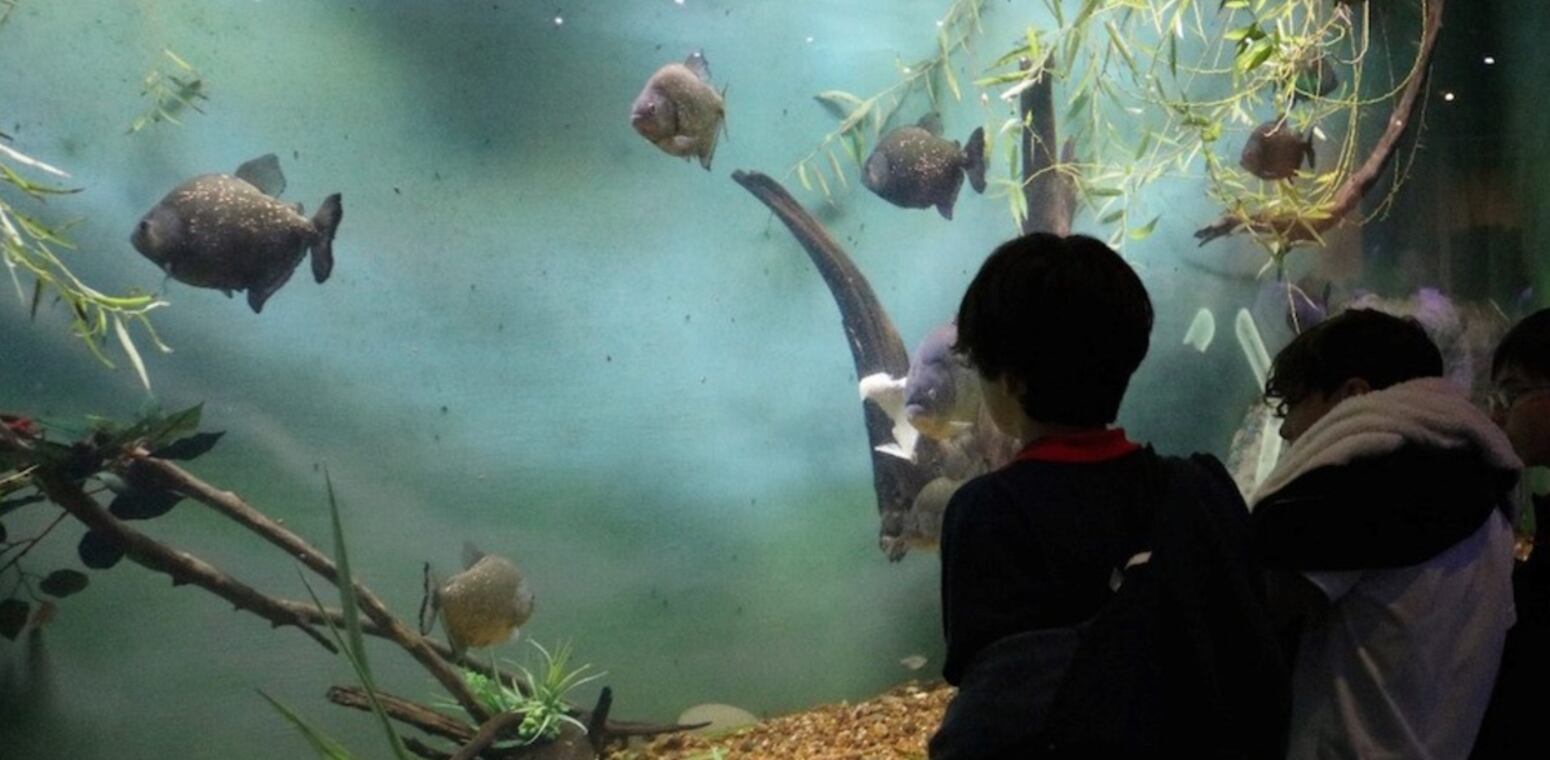 Rosario es una de las ciudades más grandes de Argentina y está llena de contrastes. Fotos tomadas de X.