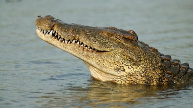 ¡Cuidado con los cocodrilos! Llegada de las lluvias es aprovechada por estos reptiles para reproducirse