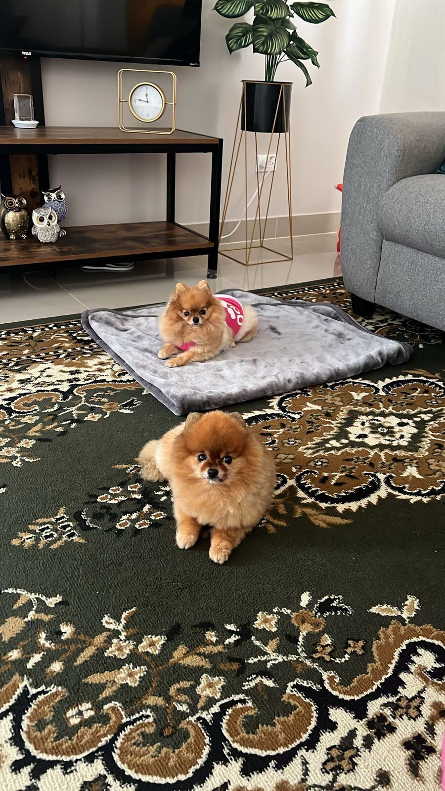 Una angustia interminable es la que enfrenta para doña Gabriela Sánchez, a quien encañonaron en su propia casa y le robaron hasta sus dos perritas: Milu y Hanna. Foto: Para La Teja