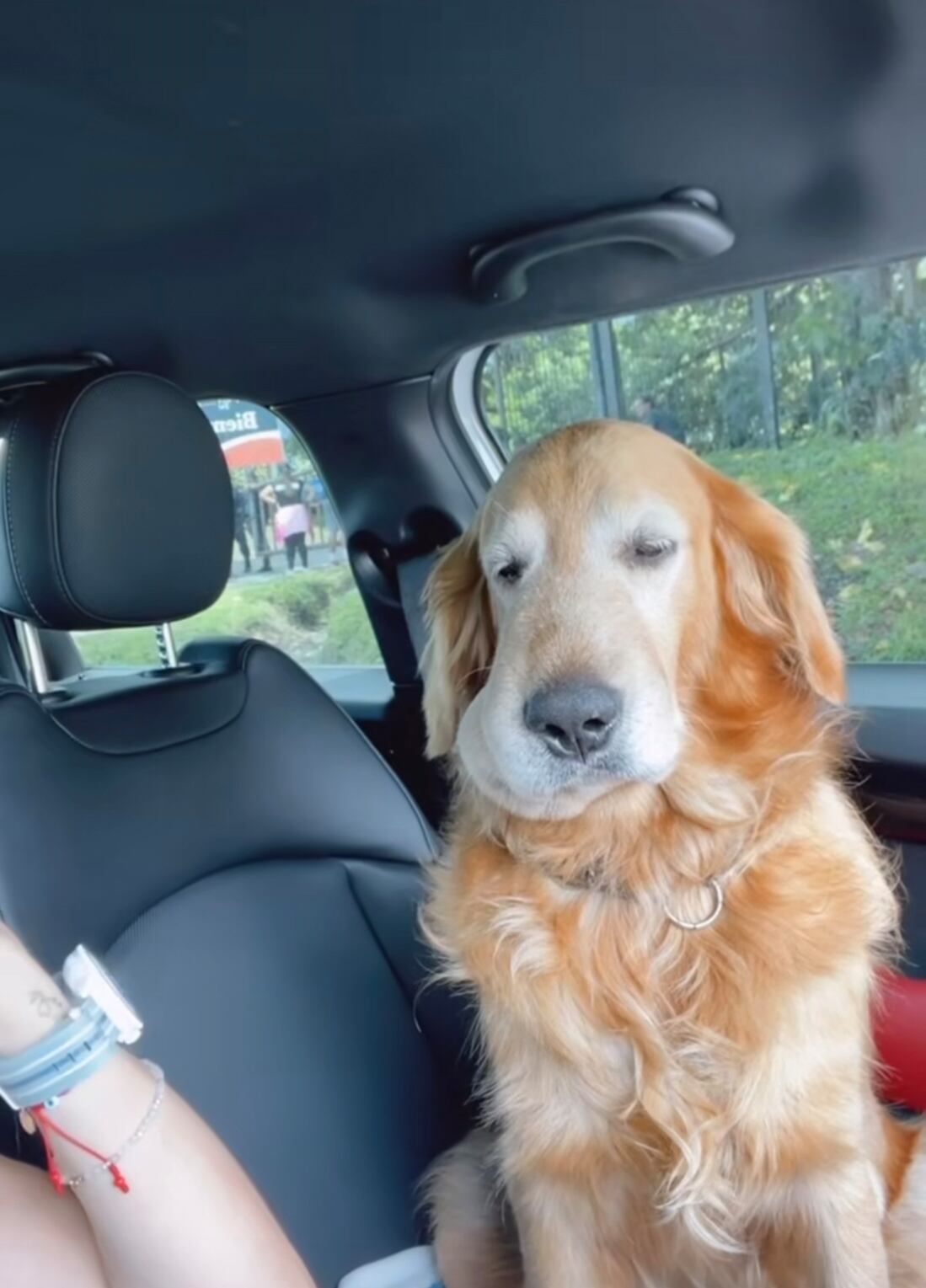 Perro Naili de María Teresa Rodríguez