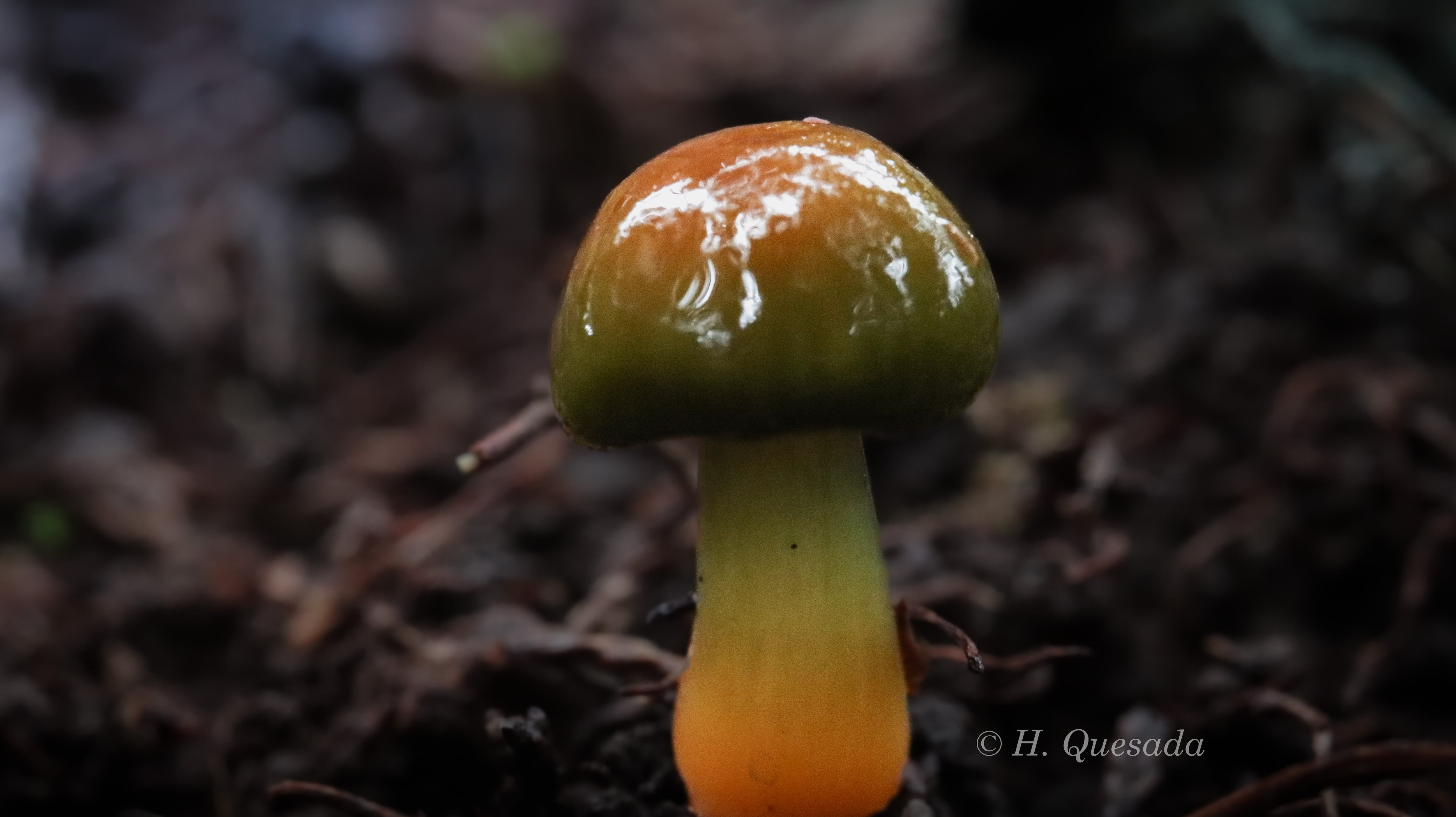 El sancarleño Henry Quesada Agüero, vecino de Ciudad Quesada, puso el nombre de Costa Rica muy en alto luego de ganar el primer lugar en un concurso internacional de fotografía organizado por la Facultad de Ciencias Exactas y Naturales de la Universidad Nacional de Mar del Plata, en Argentina. Al realizar una macrofotografía del corazón de un girasol