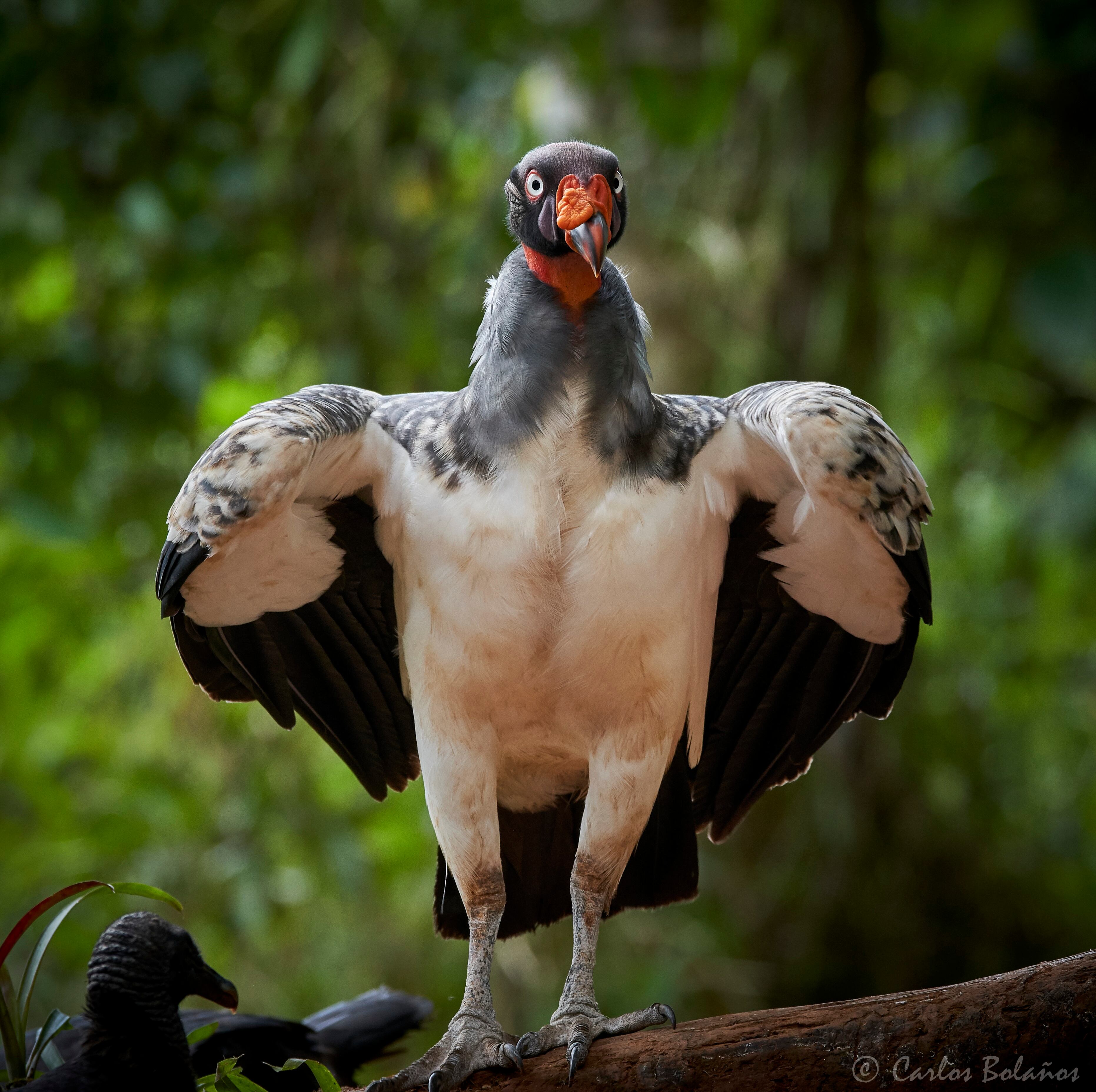 EL Rey Zopilote, para poder realizar esta fotografia Viajamos hasta la comunidad de Boca Tapada aun lugar llamado Mirador del Pizote un lugar donde es posible fotografiarlo ya que es muy dificil de hacerlo, esta especie es altamente timida y asustadiza al mas minimo contacto se marcha del lugar por lo que se fotografia en escondites adactados para este fin.