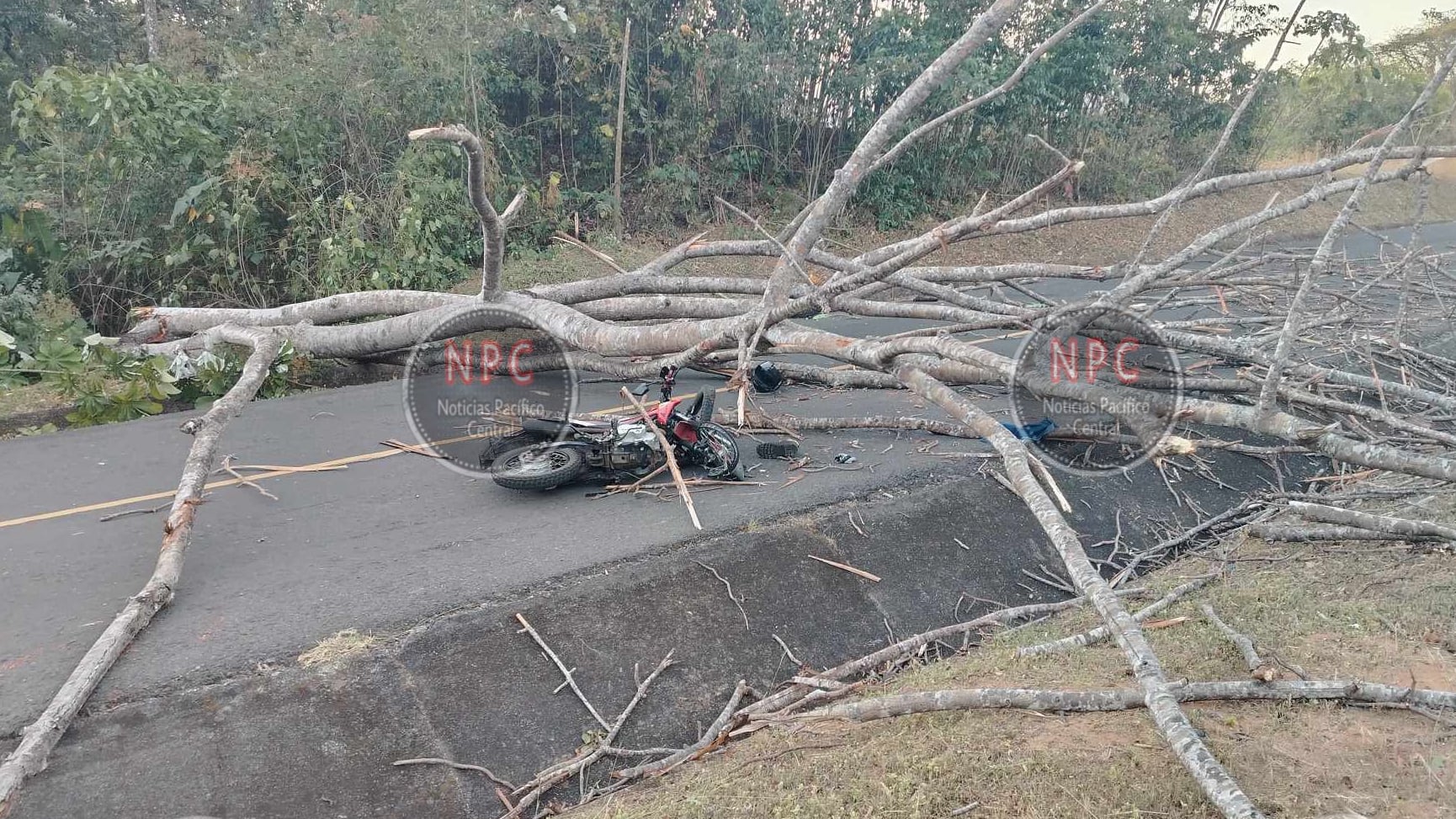 Un motociclista de 38 años sufrió momentos críticos la madrugada de este martes 3 de febrero, luego de que un árbol le cayera encima mientras circulaba por Hacienda Vieja de Orotina, en Alajuela, en medio de los fuertes vientos provocados por el empuje frío #13. Foto: Noticias Pacífico Central