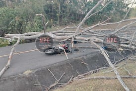Árbol cayó sobre motociclista y lo dejó grave en Orotina