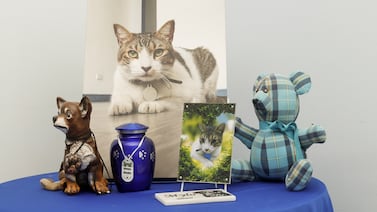 Más allá de la muerte: en Sao Paulo, las mascotas pueden ser sepultadas con sus amos