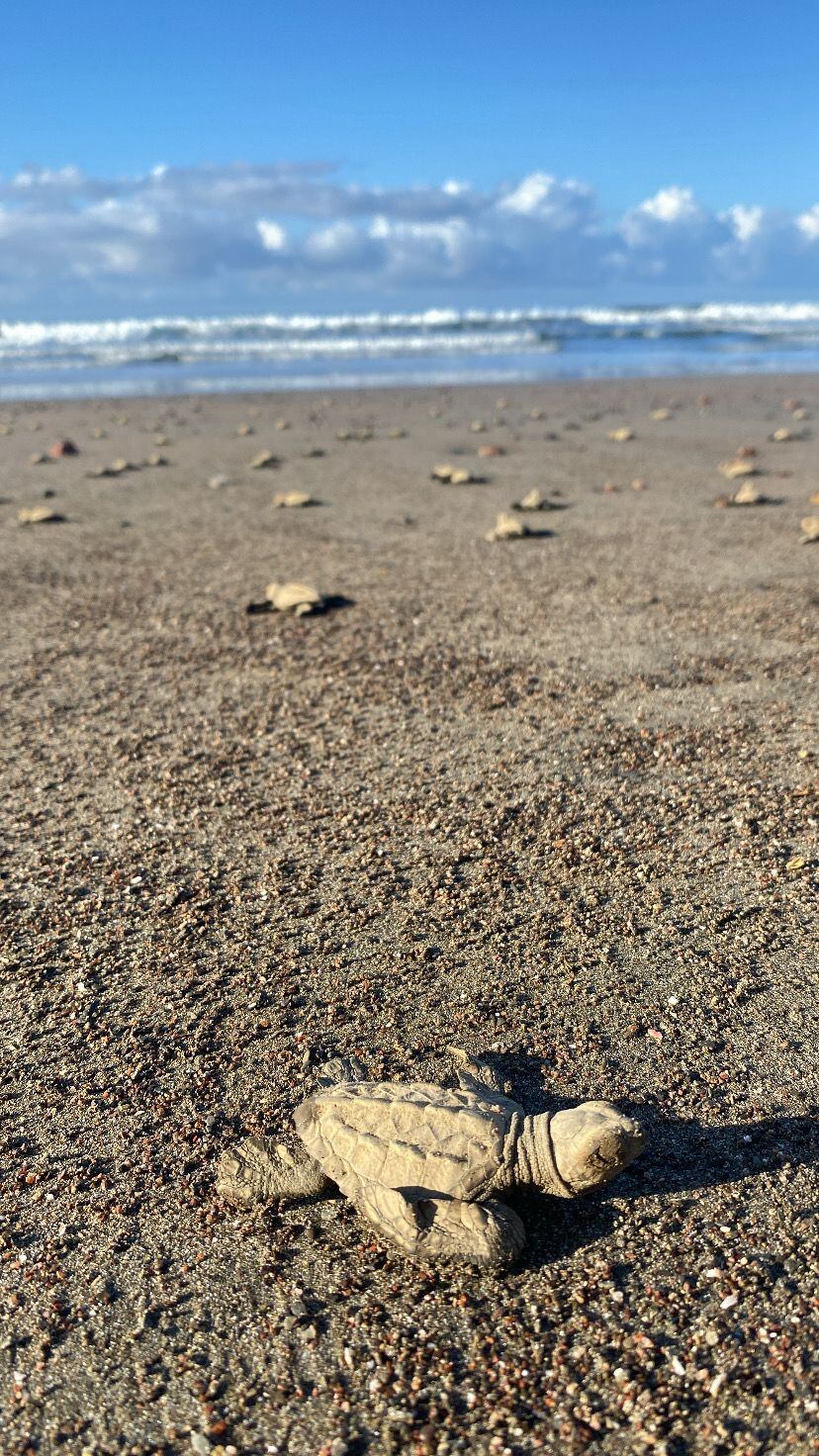 Tortugas lora en Jacó