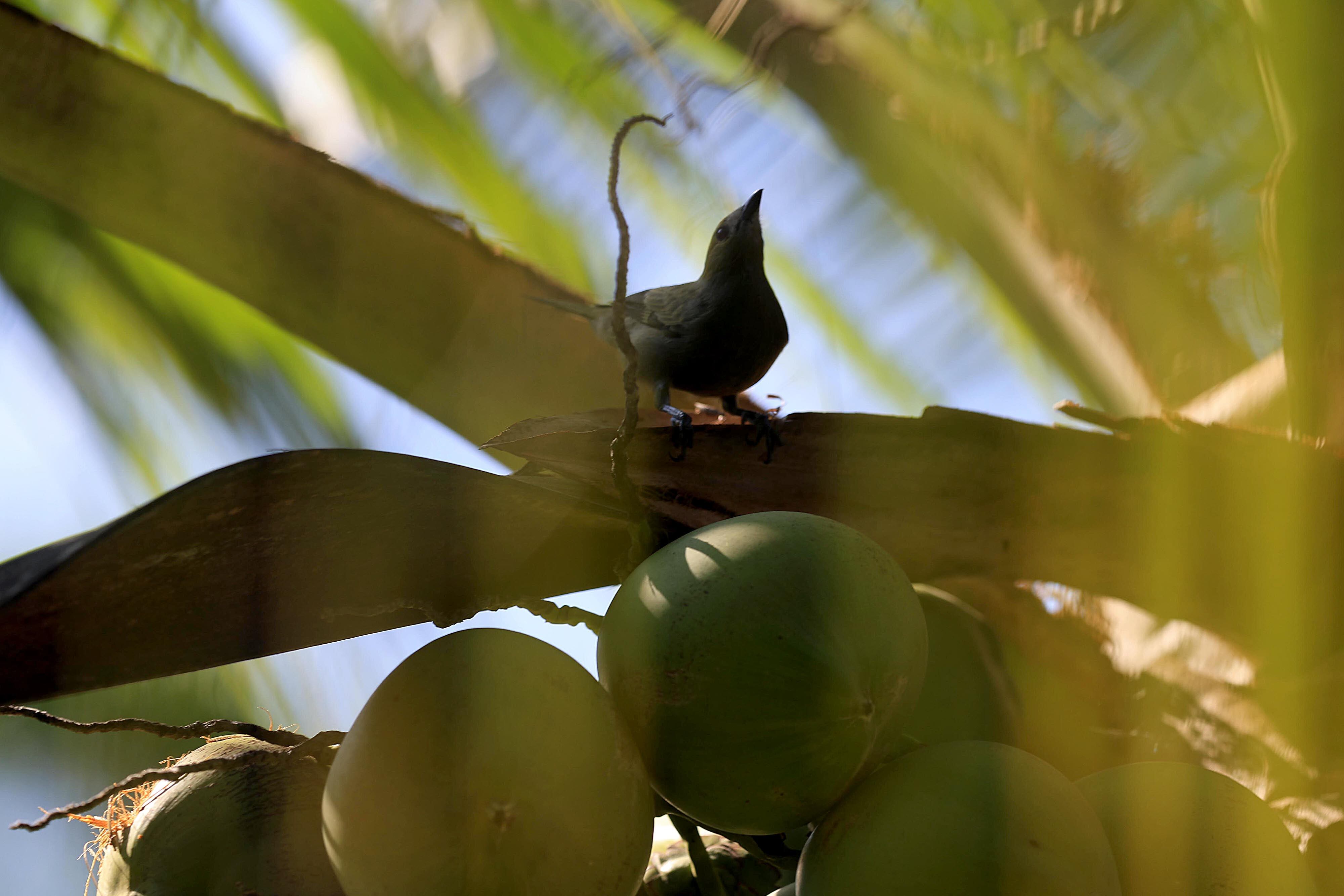 06/03/2024 Río Cuarto de Alajuela. Hotel del Bosque, ofrece caminatas por senderos naturales, servicio de restaurante, gimnasio, canchas y áreas al aire libre para practicar deporte, incluyendo una piscina natural. Foto: Rafael Pacheco Granados