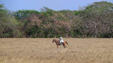 Guanacaste podría enfrentar una fuerte sequía: El Niño amenaza con reducir hasta un 50% las lluvias