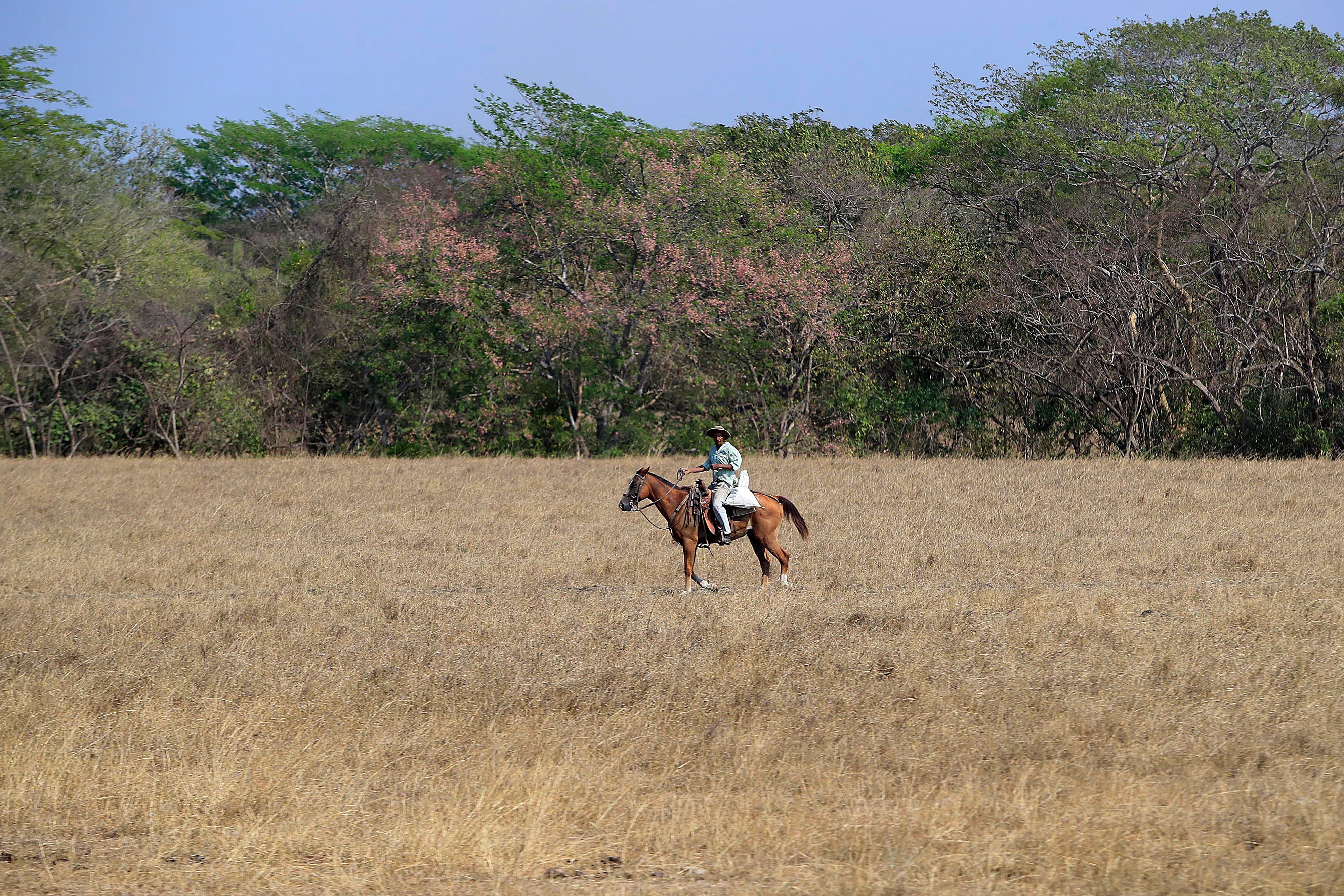 10/03/2024 Guanacaste. El sol incesante y el fuerte calor de la estación seca en estos primeros meses del año se sienten con más intensidad en el Pacífico Norte donde, especialemente el ganado vacuno y los caballos la pasan muy mal pues los pastos de los potreros lejos de mostrarse frescos y verdes aparecen amarillos, quemados por las fuertes temperaturas. Cerca del mediodía los animales buscan la sombra de algún árbol, cuando la encuentran. Foto: Rafael Pacheco Granados