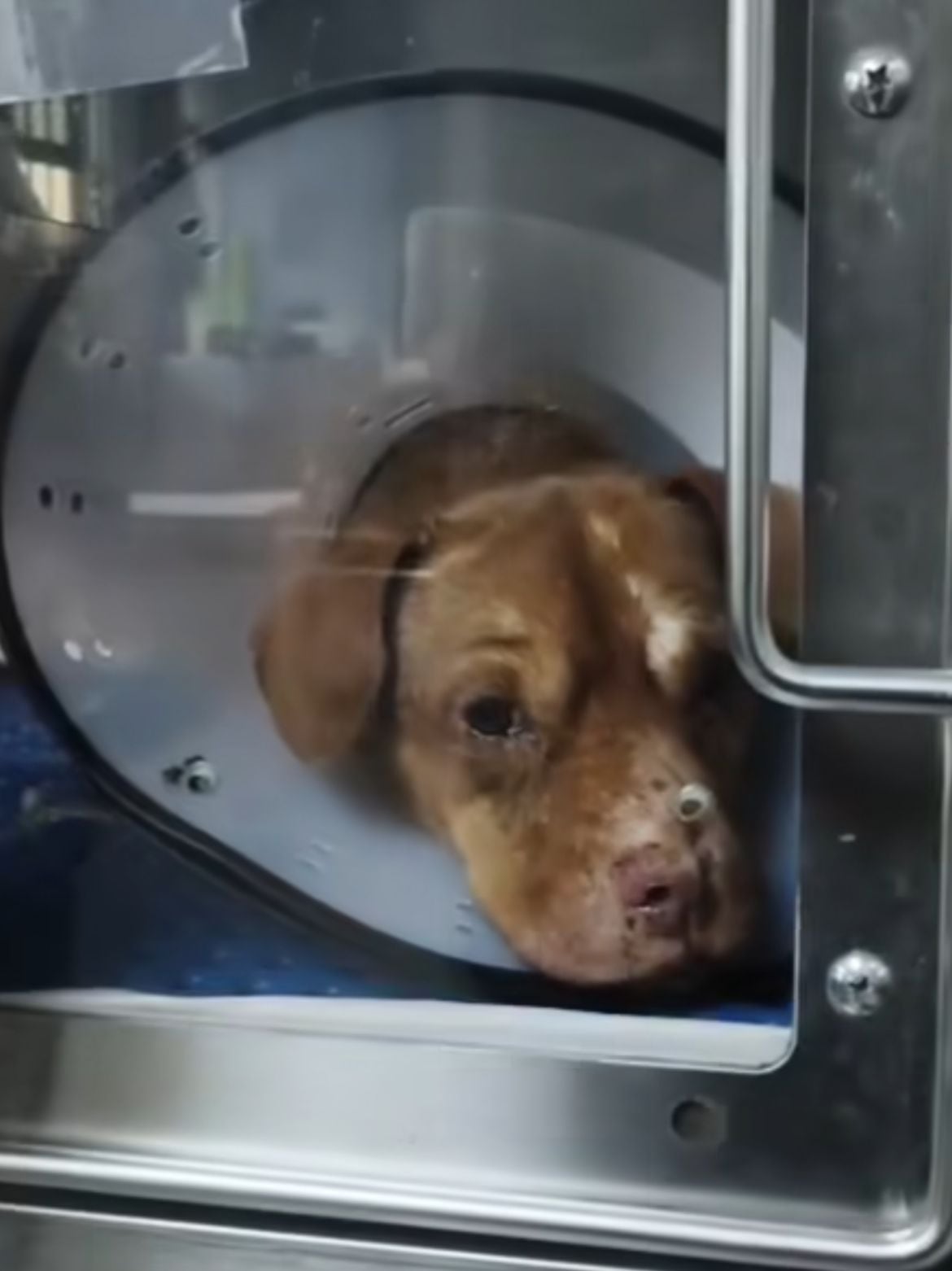 Auxilio Animal Cartago aldo perrito