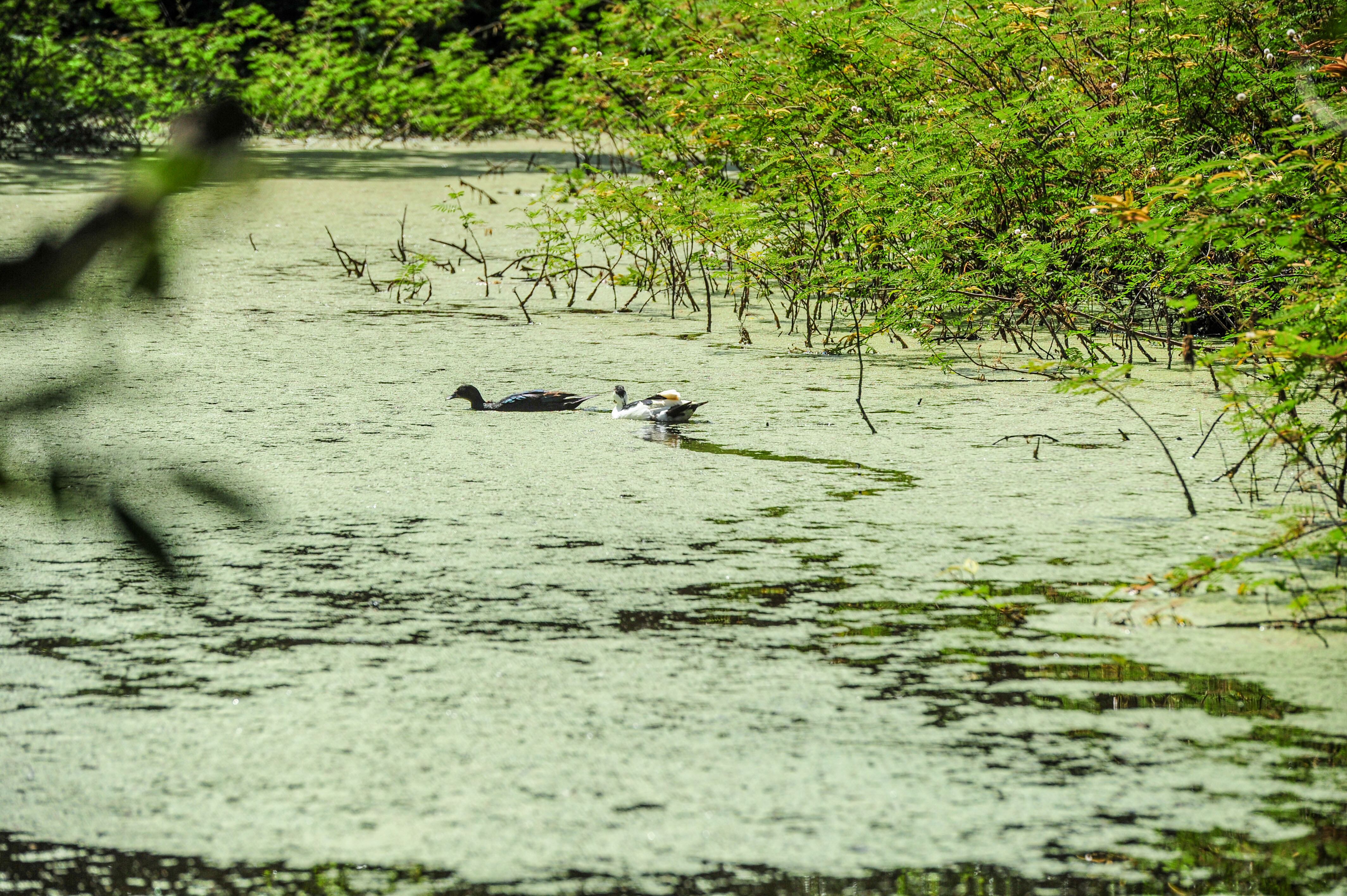 Parque natural urbano Lorne Ross