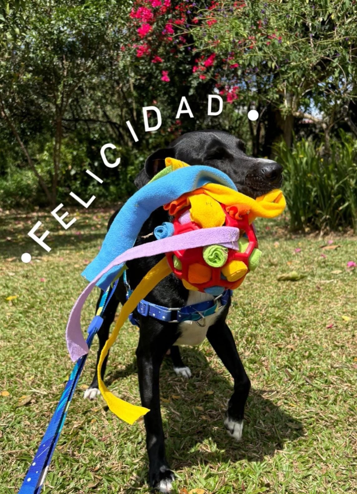 Con amor y dedicación, dos mujeres luchan por mejorar la vida de las mascotas.