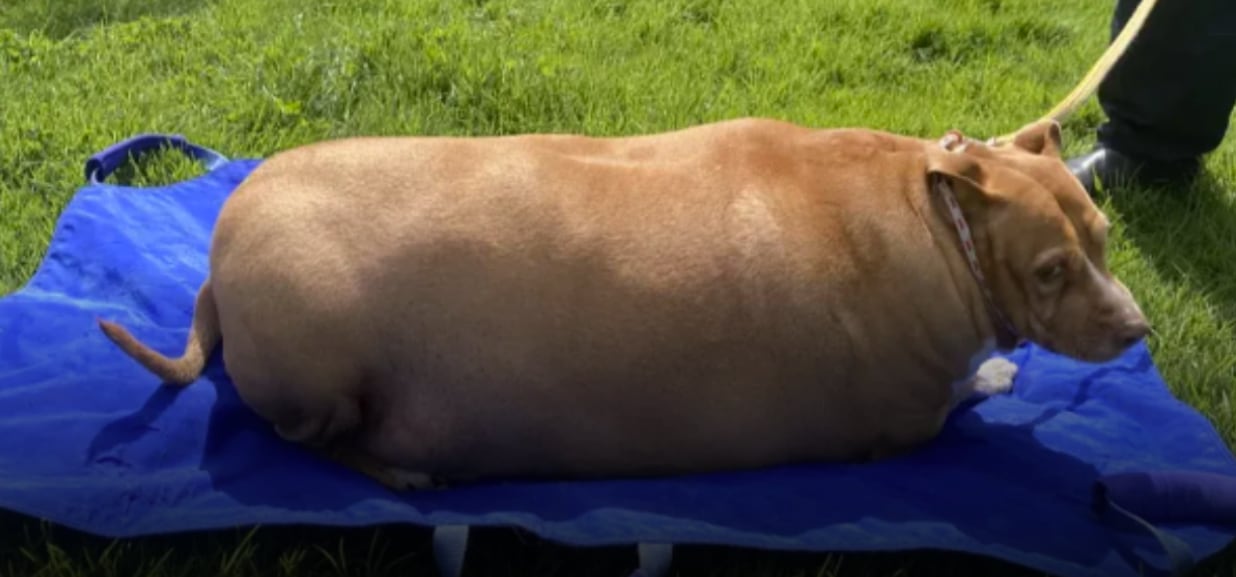 Nuggi perrito con sobrepeso