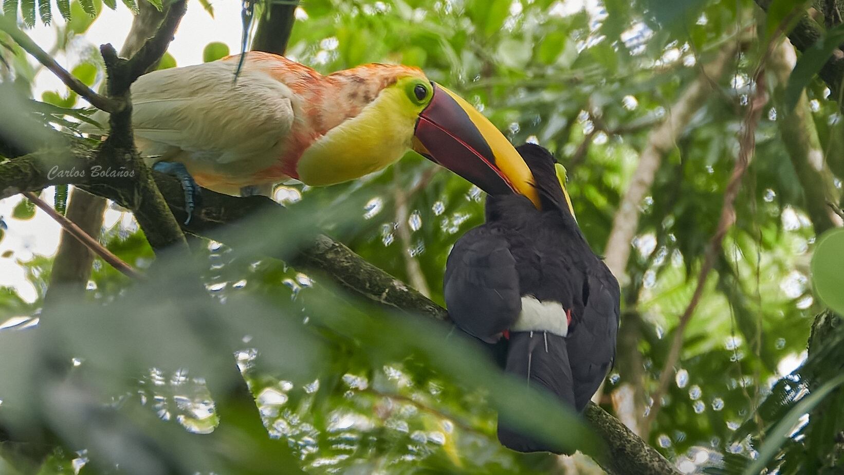 Carlos Bolaños, un fotógrafo profesional de aves, vecino de Guápiles, pasó de luchar al máximo por lograr fotografiar un tucán albino en el 2019, a convertirse en amigo de ese tucán, tanto así que ahora el ave lo visita al menos una vez al año