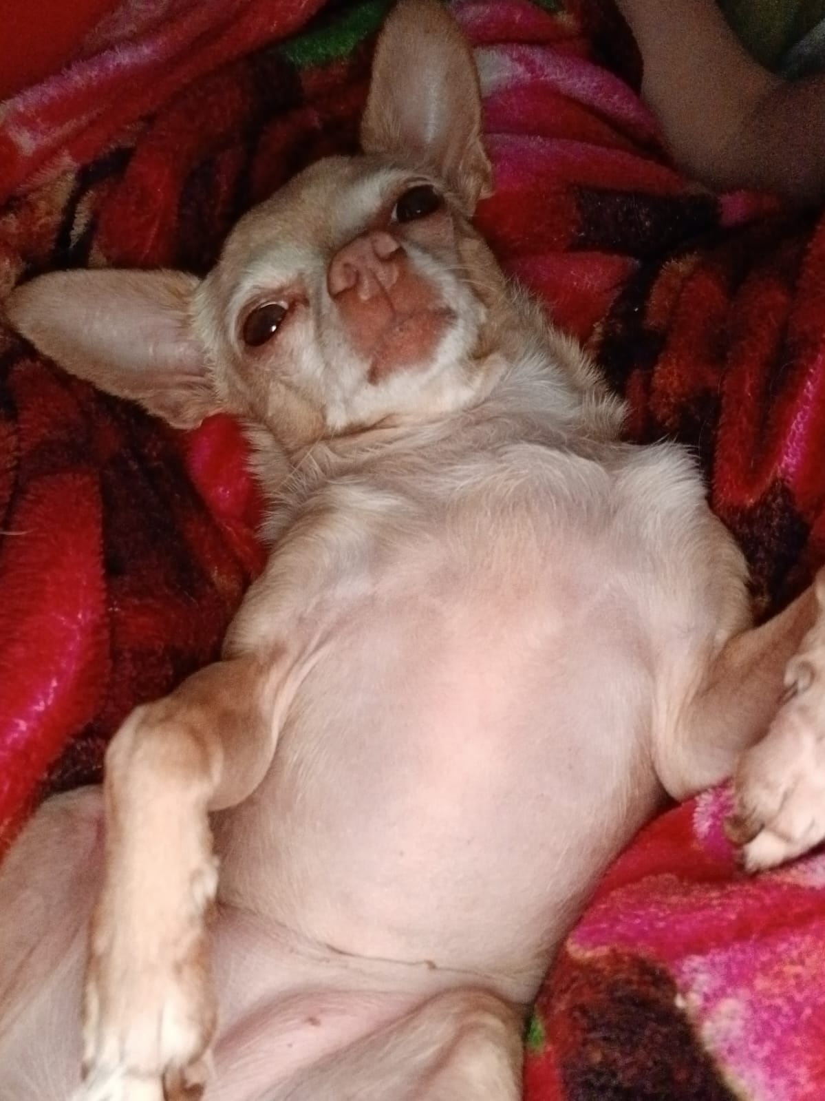 En La Guácima de Alajuela, una historia de amor del bueno, del que mueve montañas, se vive todos los días entre Lauren Bonilla, de 49 años, y su inseparable perrita Ginger, una chihuahua que llegó a su vida justo cuando más la necesitaba.