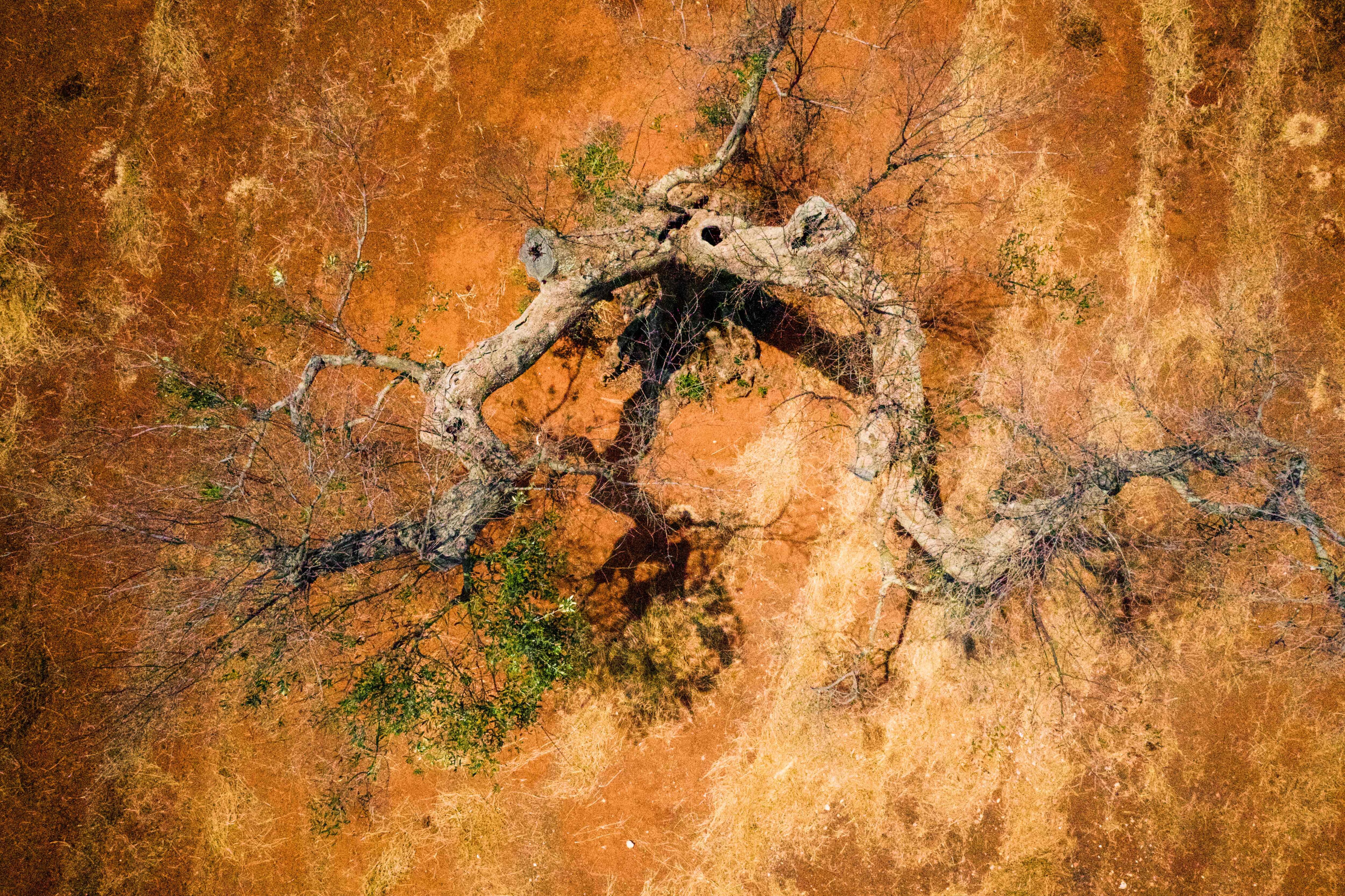 Europa pierde millones de euros en agricultura y nos echa la culpa a los ticos, le llaman el ébola del olivo