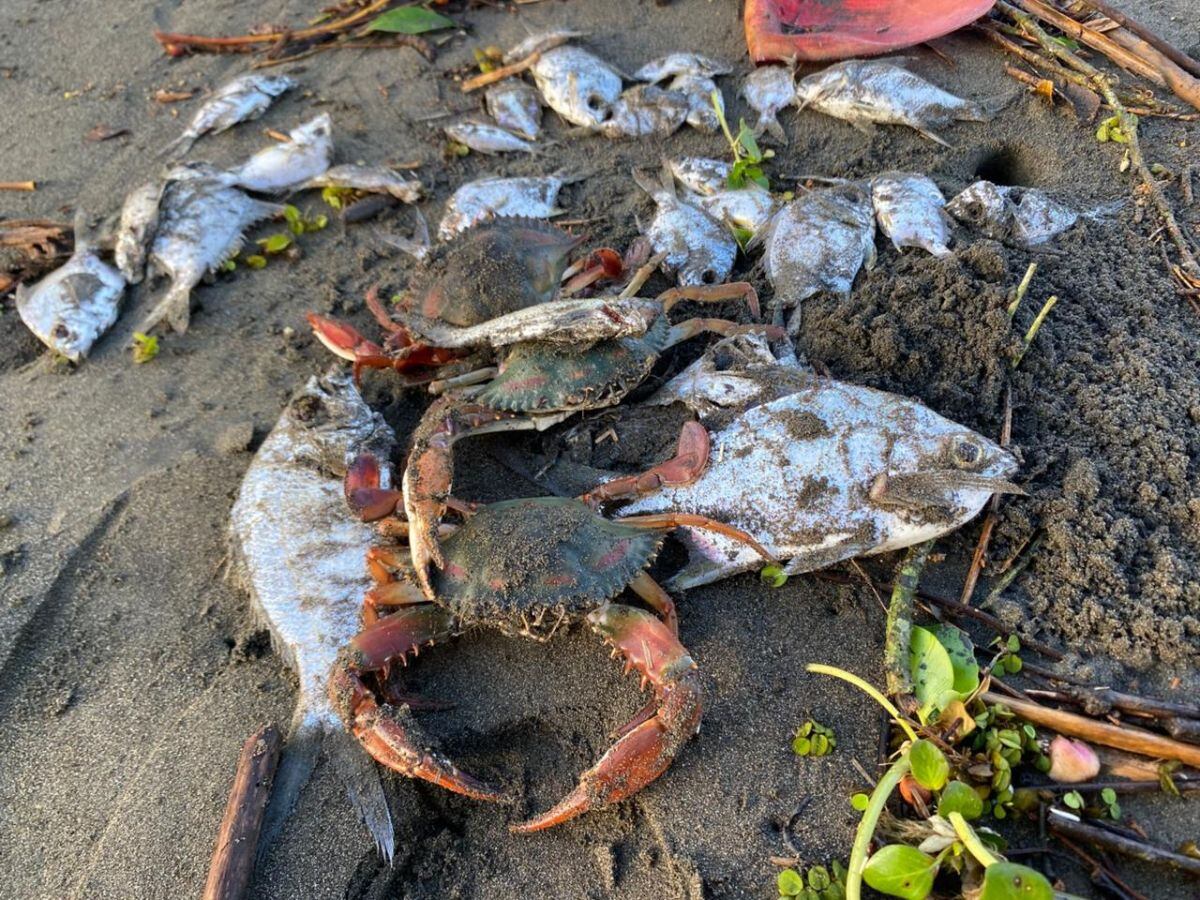 No solo los peces sufren las consecuencias de los plaguicidas, los cangrejos, mantarrayas, manatíes y hasta delfines, se están envenenando. Foto: Cortesía.