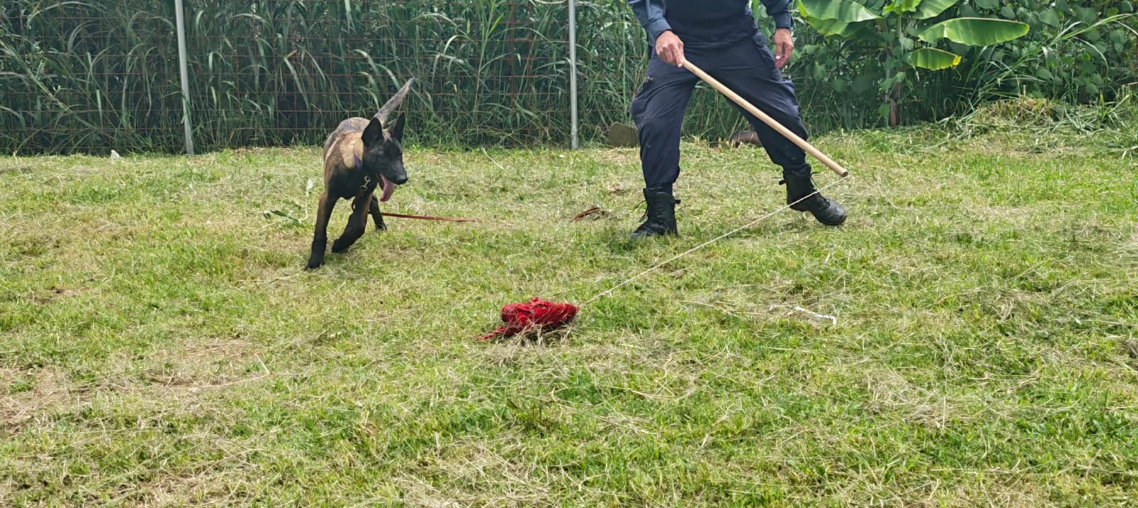 Los cuatro cachorros están siendo entrenados.