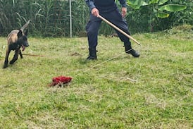 Unidad Canina adiestra a cuatro cachorros que se integrarán a la Fuerza Pública