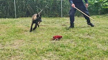 Unidad Canina adiestra a cuatro cachorros que se integrarán a la Fuerza Pública
