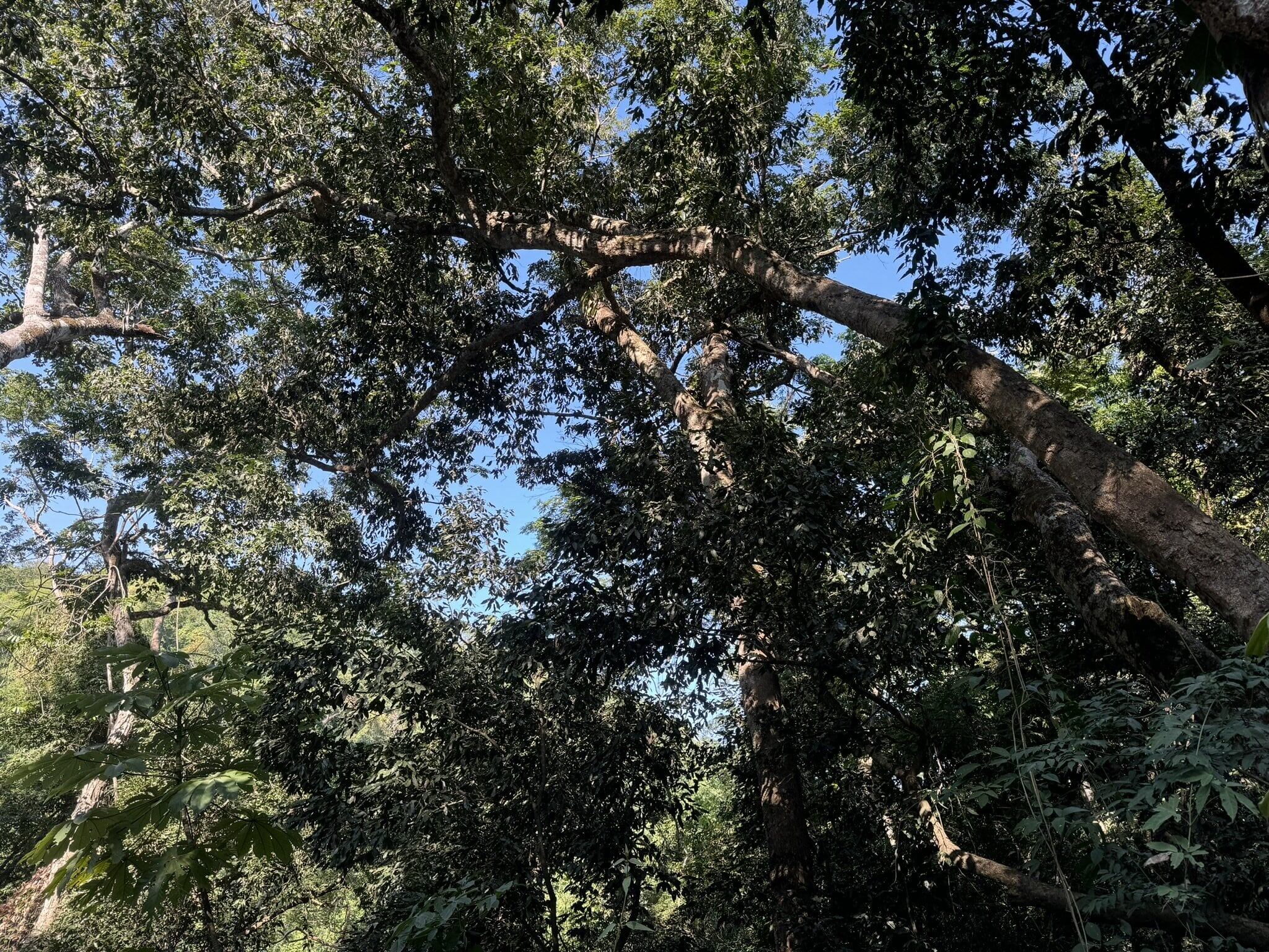 El puente colgante vehicular más largo del mundo está entre la naturaleza de México.