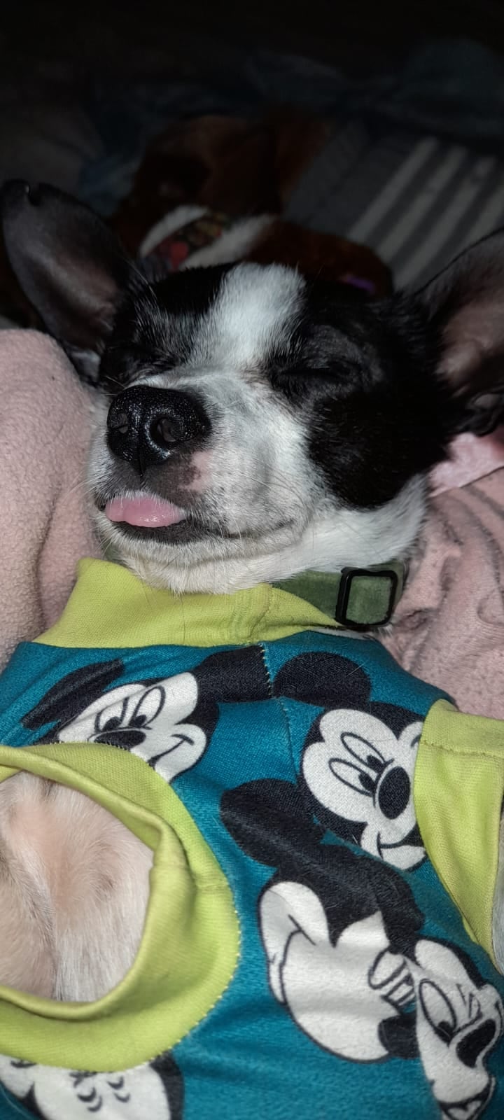 Robinson, un perrito chihuahua de quien podría decirse que la virgencita de Los Ángeles, nuestra Negrita, le hizo un pequeño milagrito y lo salvó de morir de hambre, pasándolo de indigente a ser el rey