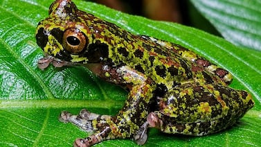 Tres guías turísticos fotografiaron por primera vez, hace 5 años, una rana que este año fue confirmada como una nueva especie