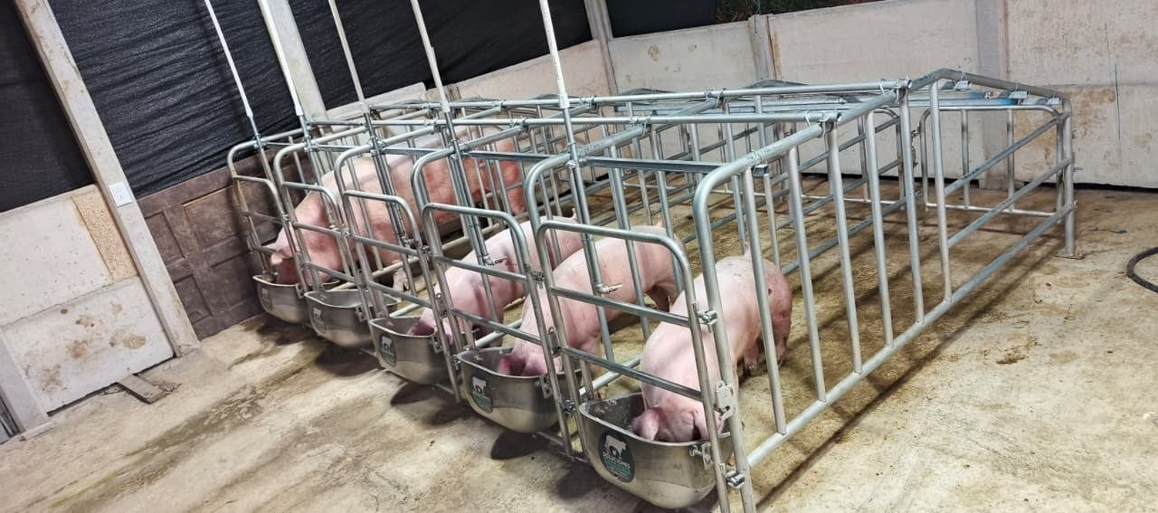 Joselyn Villalobos lidera su propia granja porcina