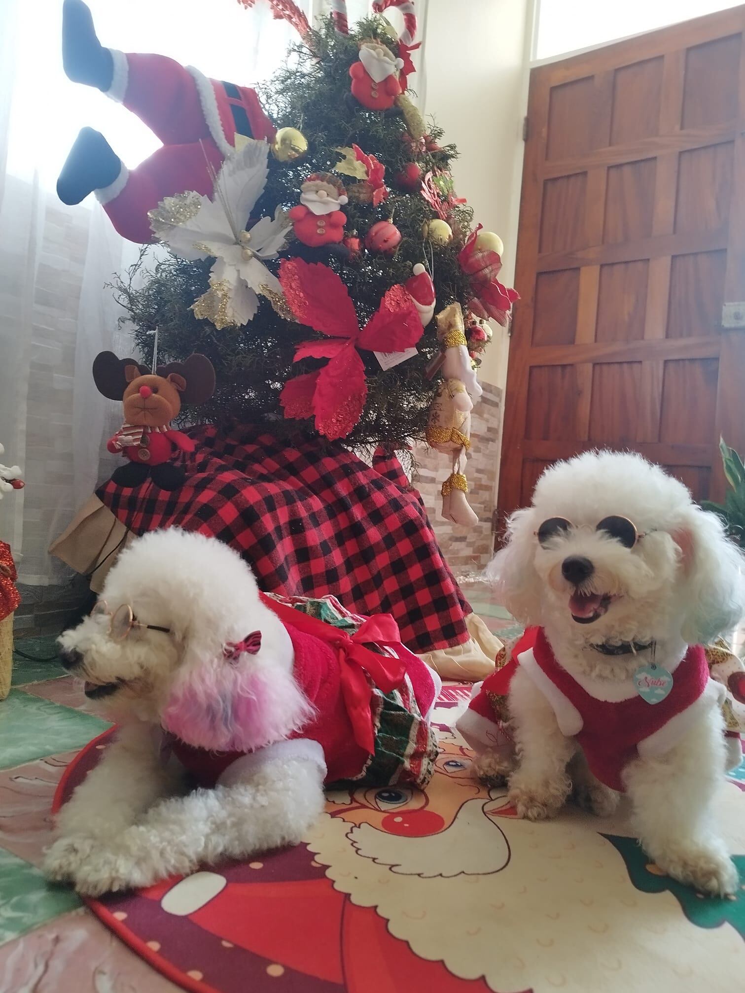 Cada 14 de enero se celebra el Día Mundial de Vestir a tu Mascota.