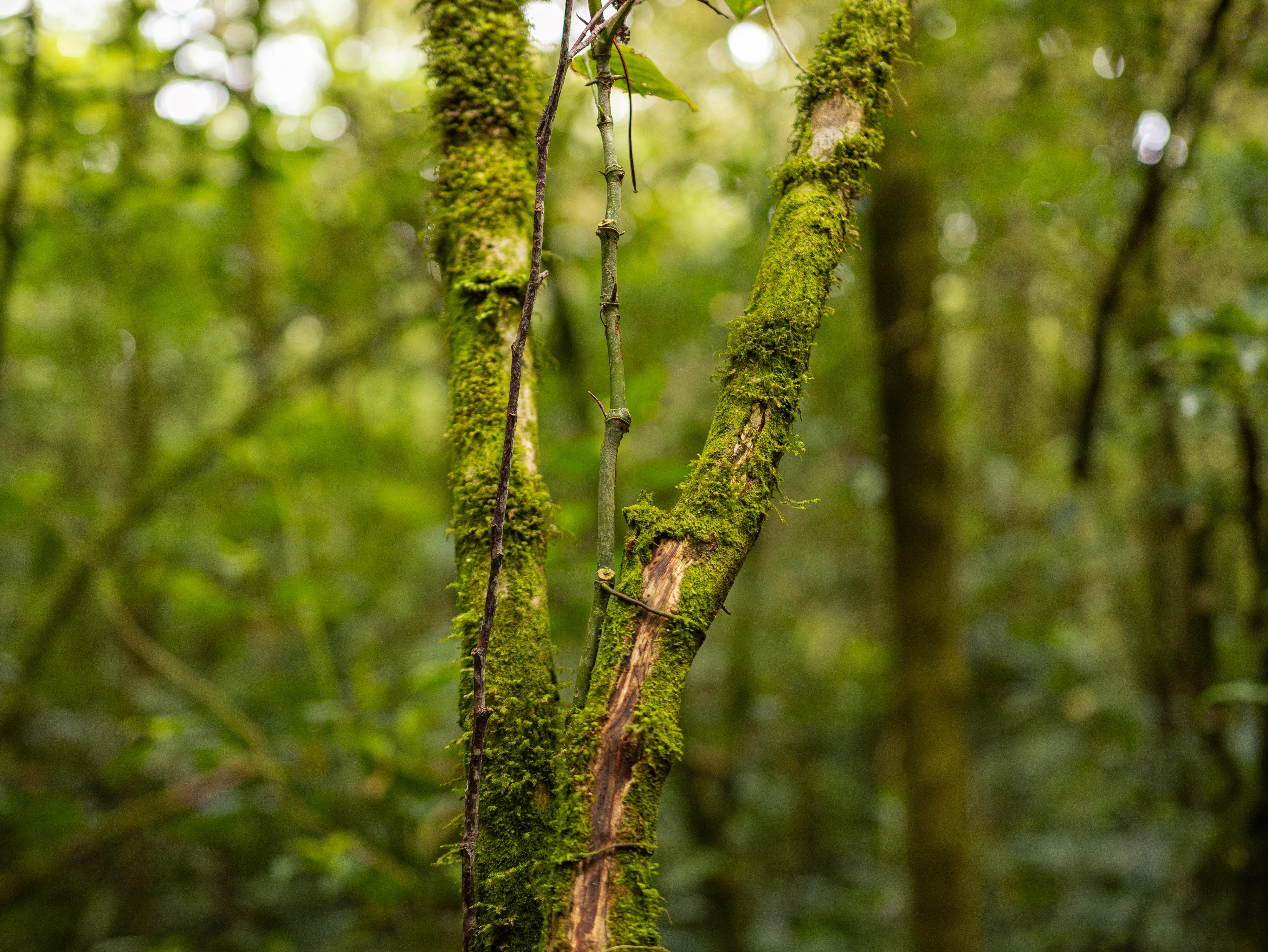 NatureAR utiliza el celular para que los visitantes descubran animales, plantas y otros secretos de las áreas protegidas mientras recorren sus senderos.