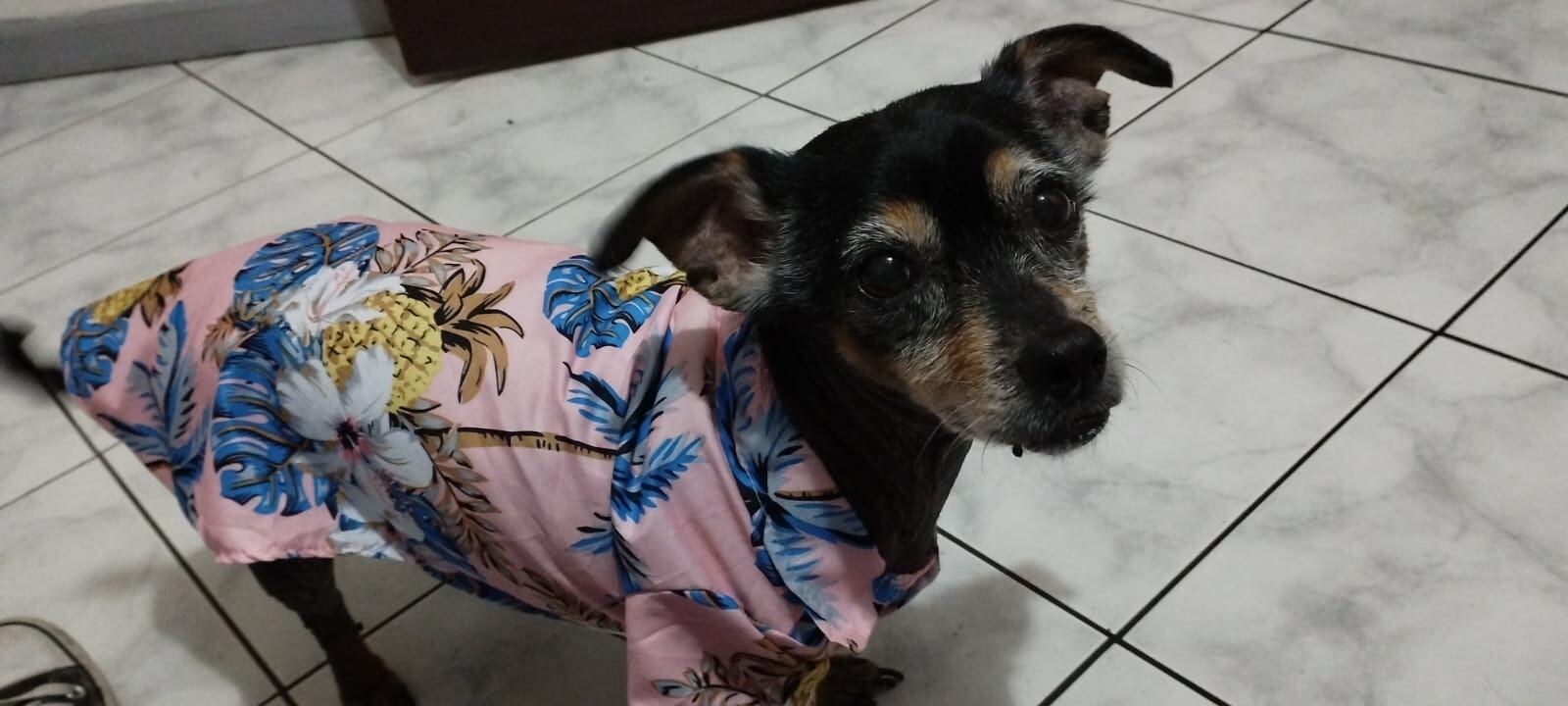 Pedro es un gatito que está desaparecido desde el 23 de abril anterior.