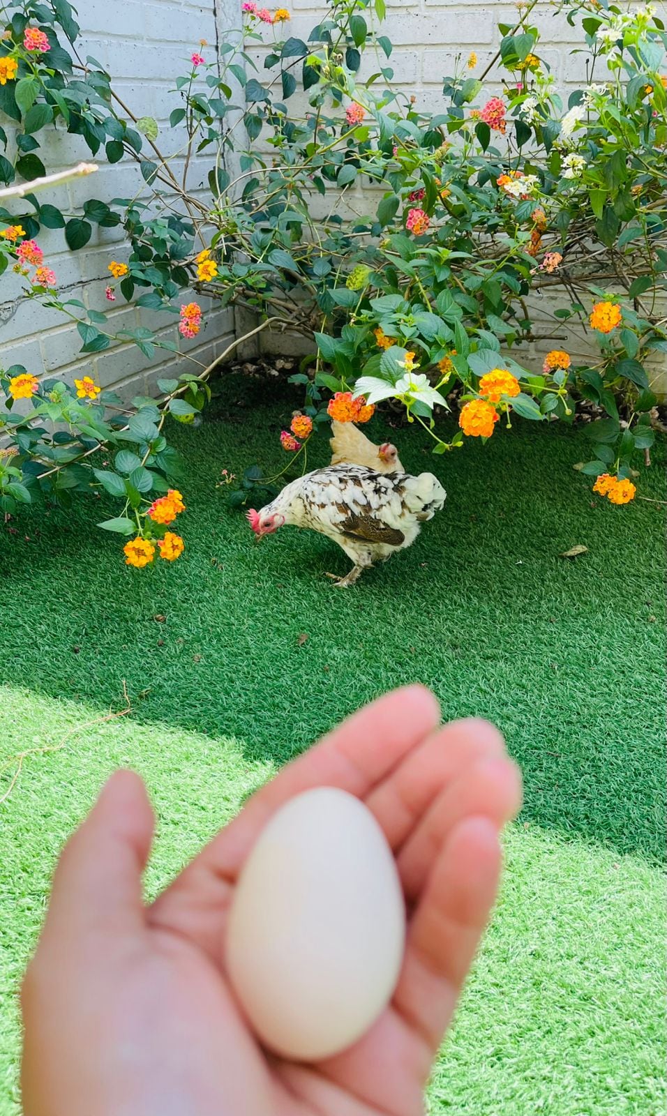 El hogar de María Alejandra Ulloa Madriz, una maestra de preescolar de 35 años, y su esposo Yordan Gómez vive rodeado de amor de tres gallinas, un perro, un gato y dos conejos.
