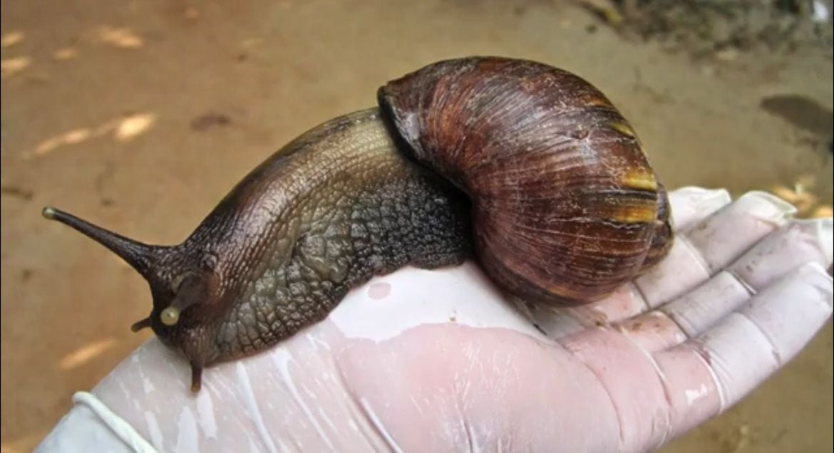 El SFE informó sobre la detección de un brote de caracol gigante africano en una zona residencial en la provincia de Heredia.